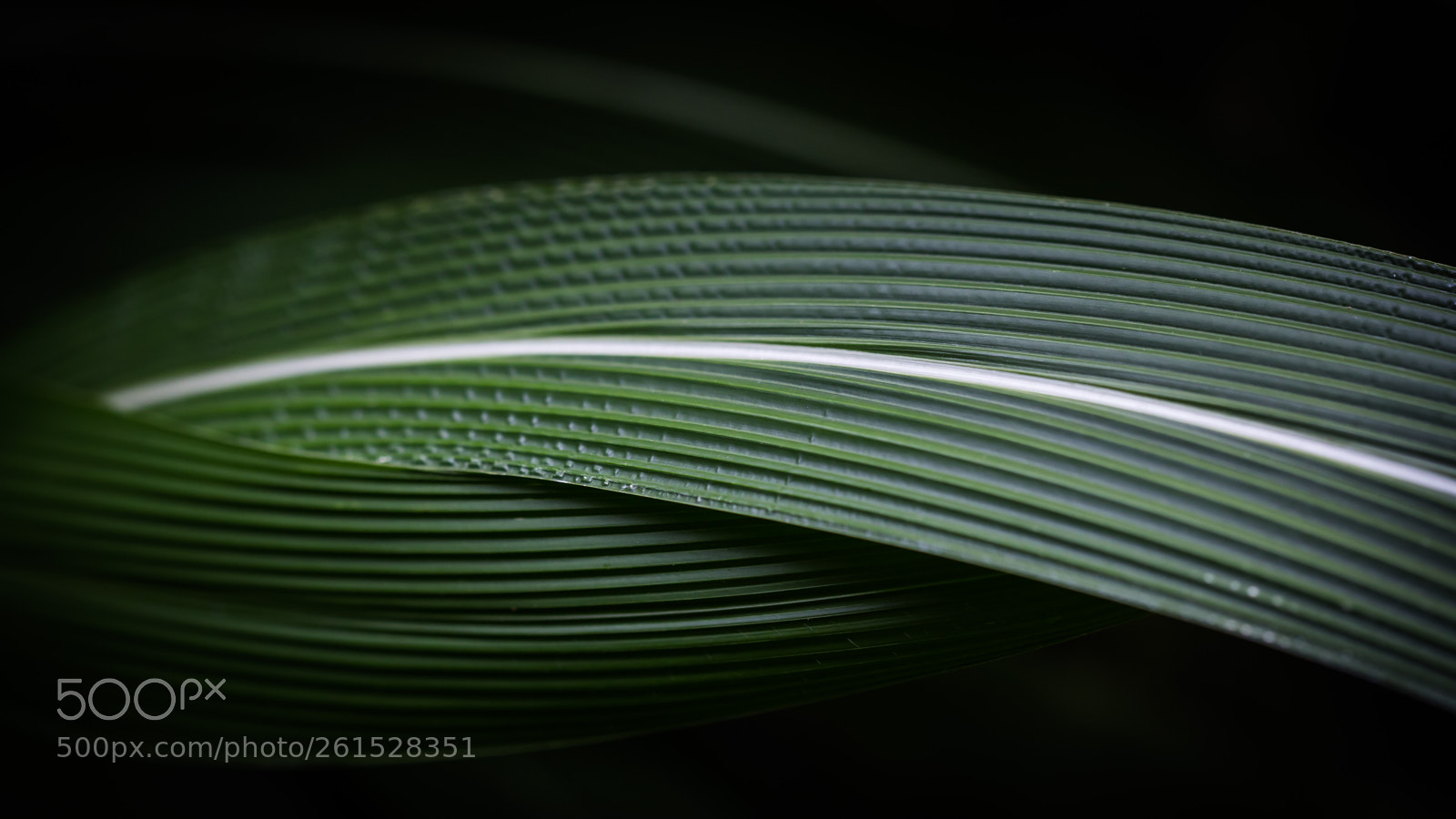 Canon EOS 6D sample photo. Winding leaf photography