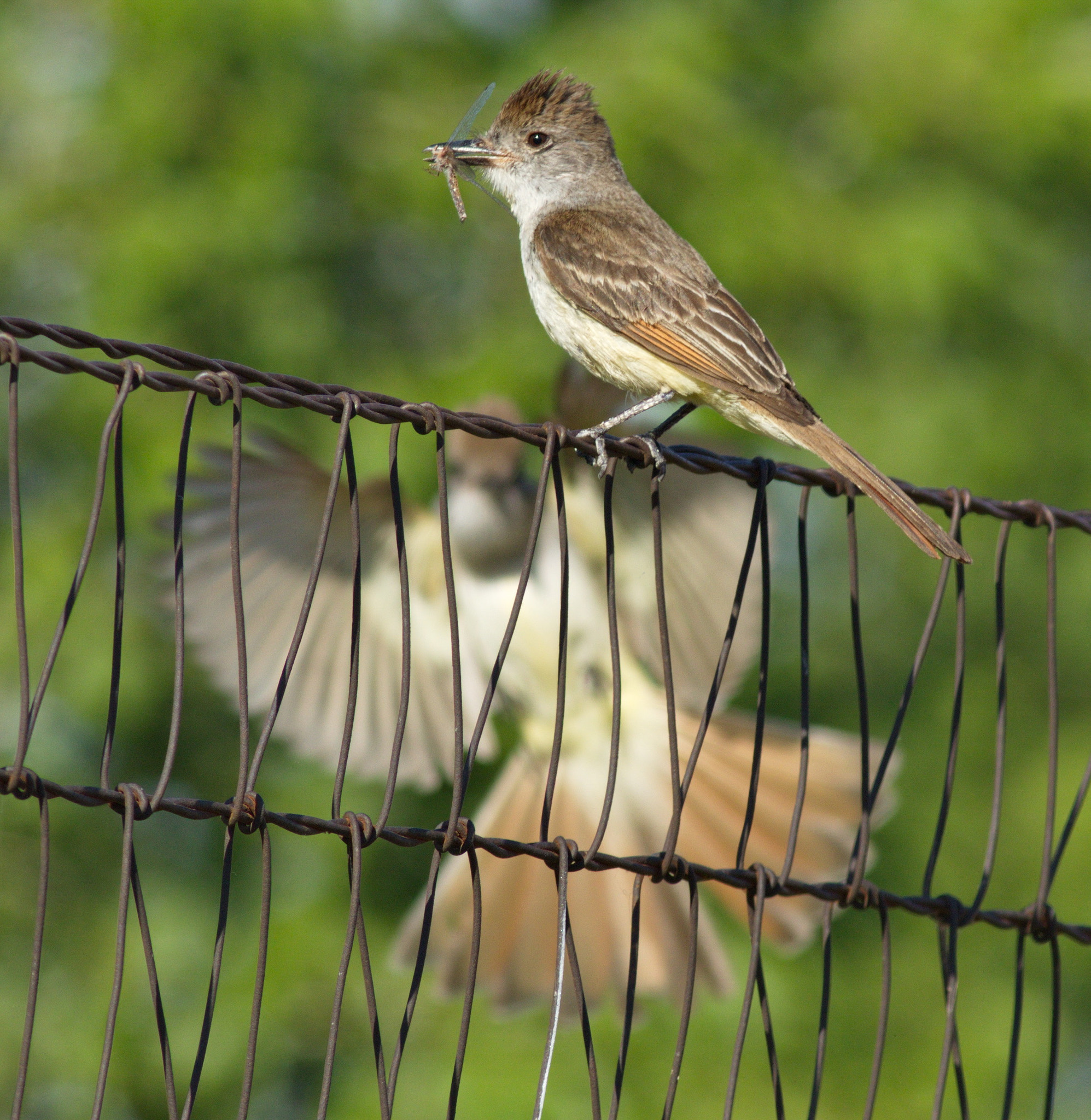 Canon EF 400mm F5.6L USM sample photo. Incoming photography