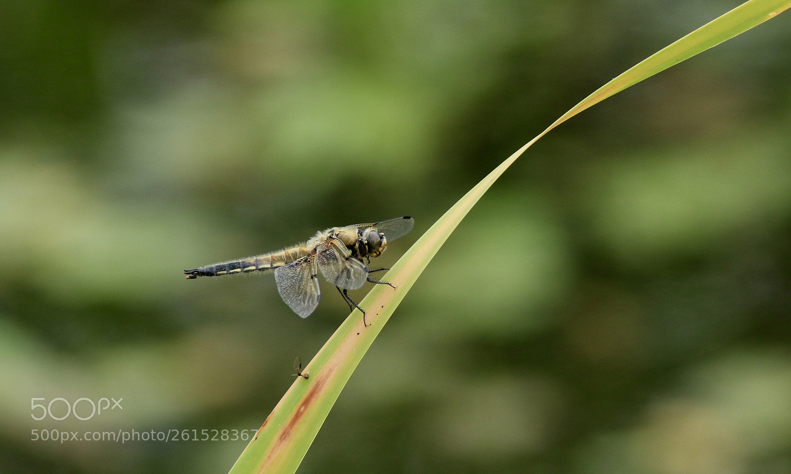Canon EOS 7D Mark II sample photo. Male four spotted chaser  photography