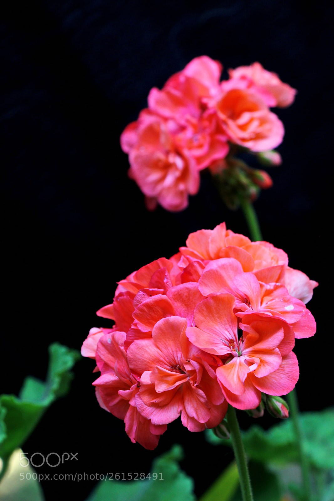 Canon EOS 60D sample photo. Untitled photography