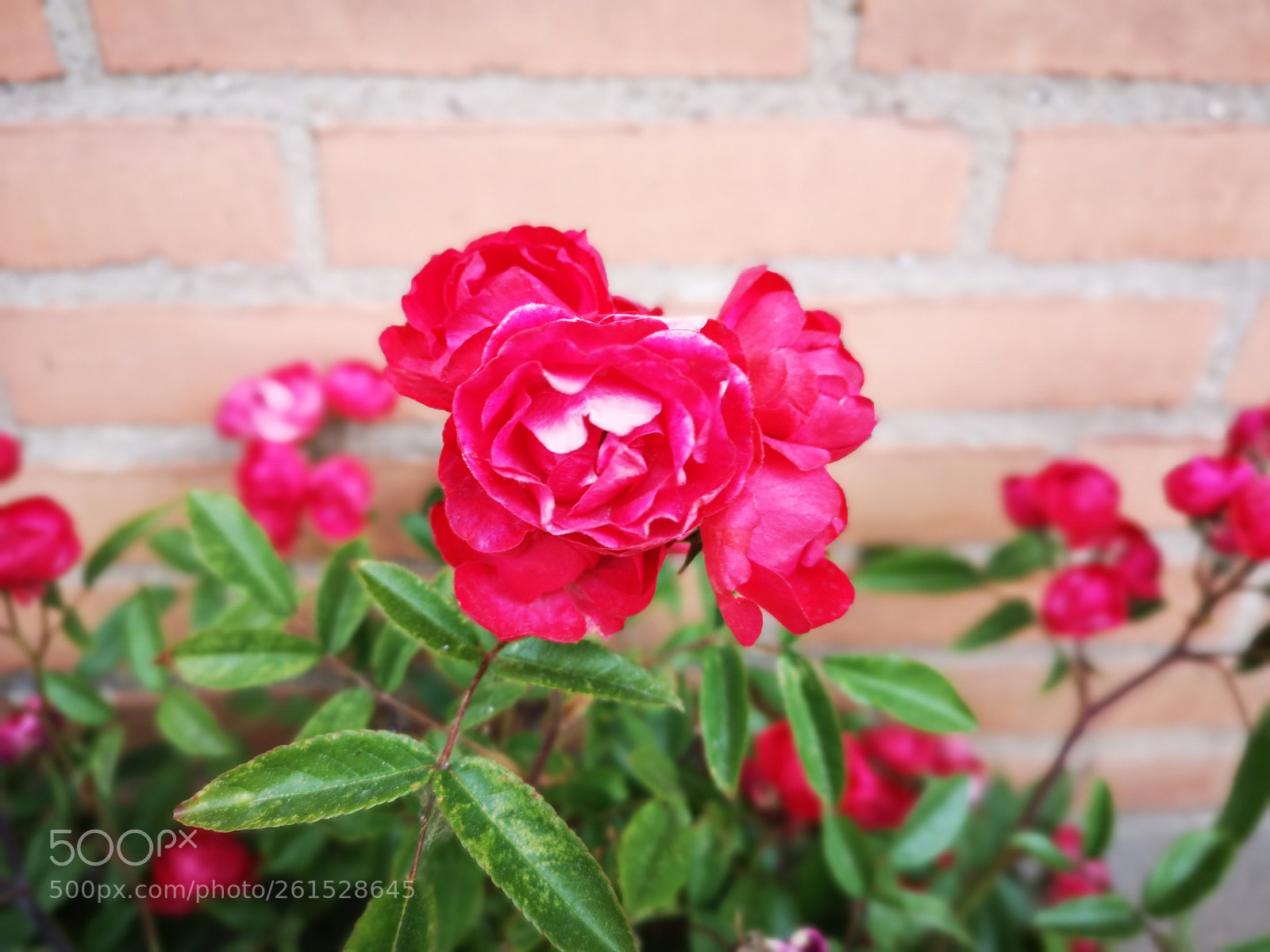 HUAWEI CLT-L29 sample photo. Random shot photography