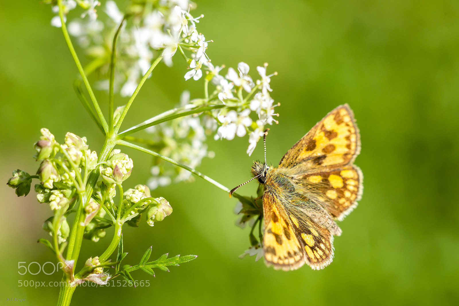 Nikon D610 sample photo. Butterfly photography