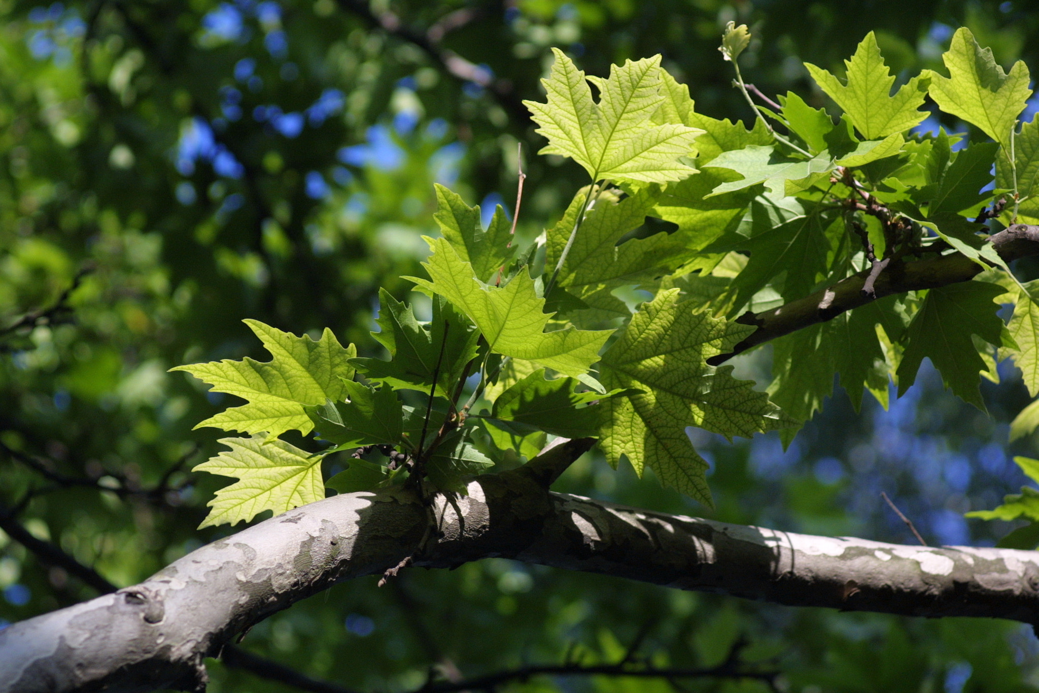 Canon EOS D30 + Canon EF 35-80mm f/4-5.6 sample photo