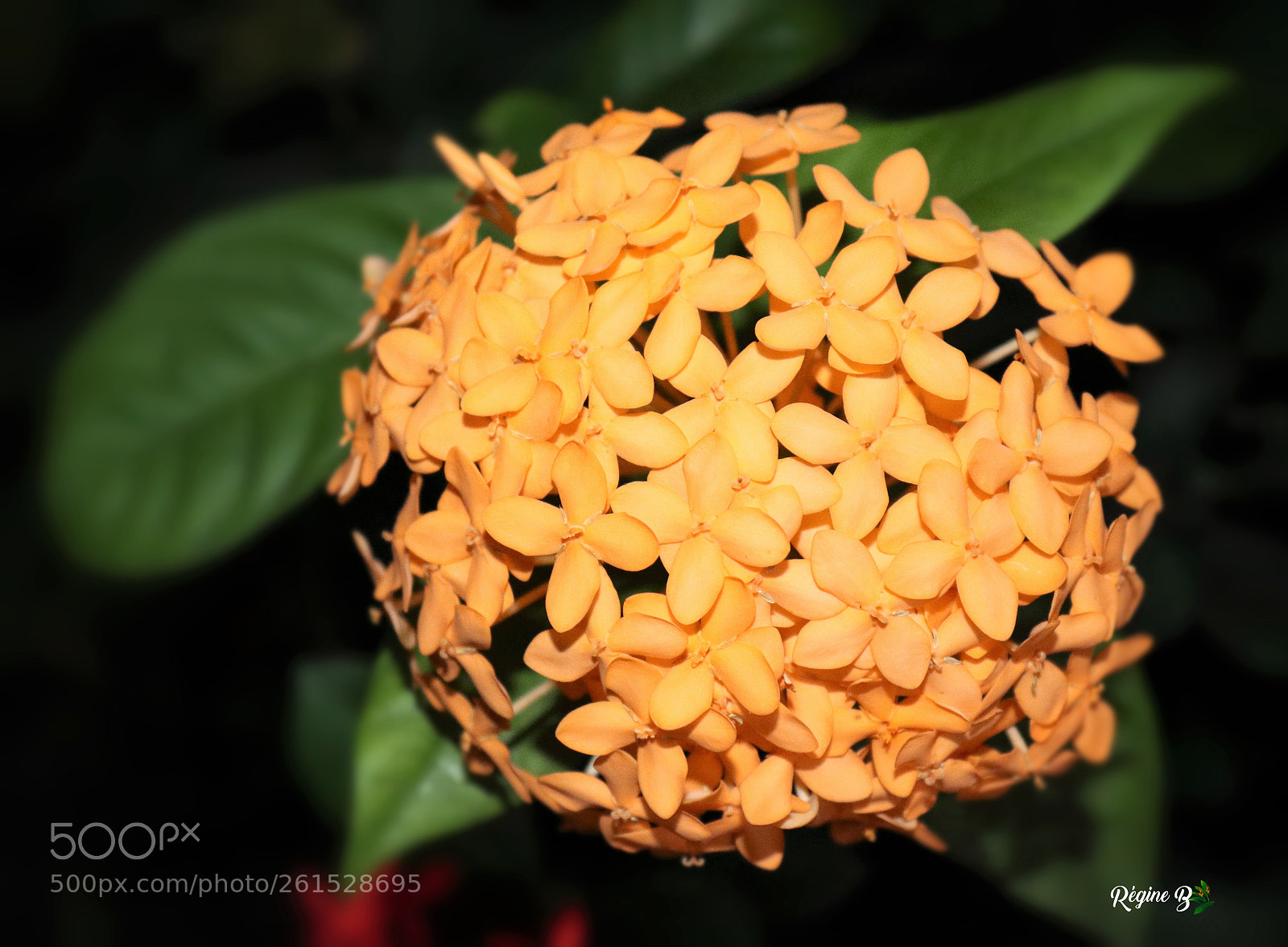 Canon EOS 200D (EOS Rebel SL2 / EOS Kiss X9) sample photo. Ixora photography