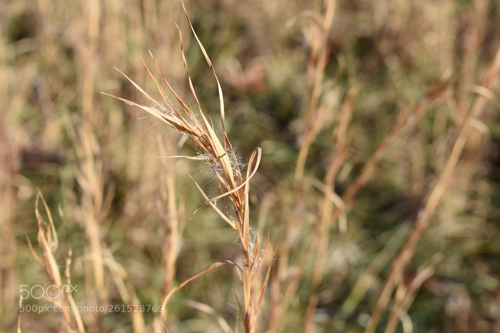 Nikon D3400 sample photo. Mocksville nc photography