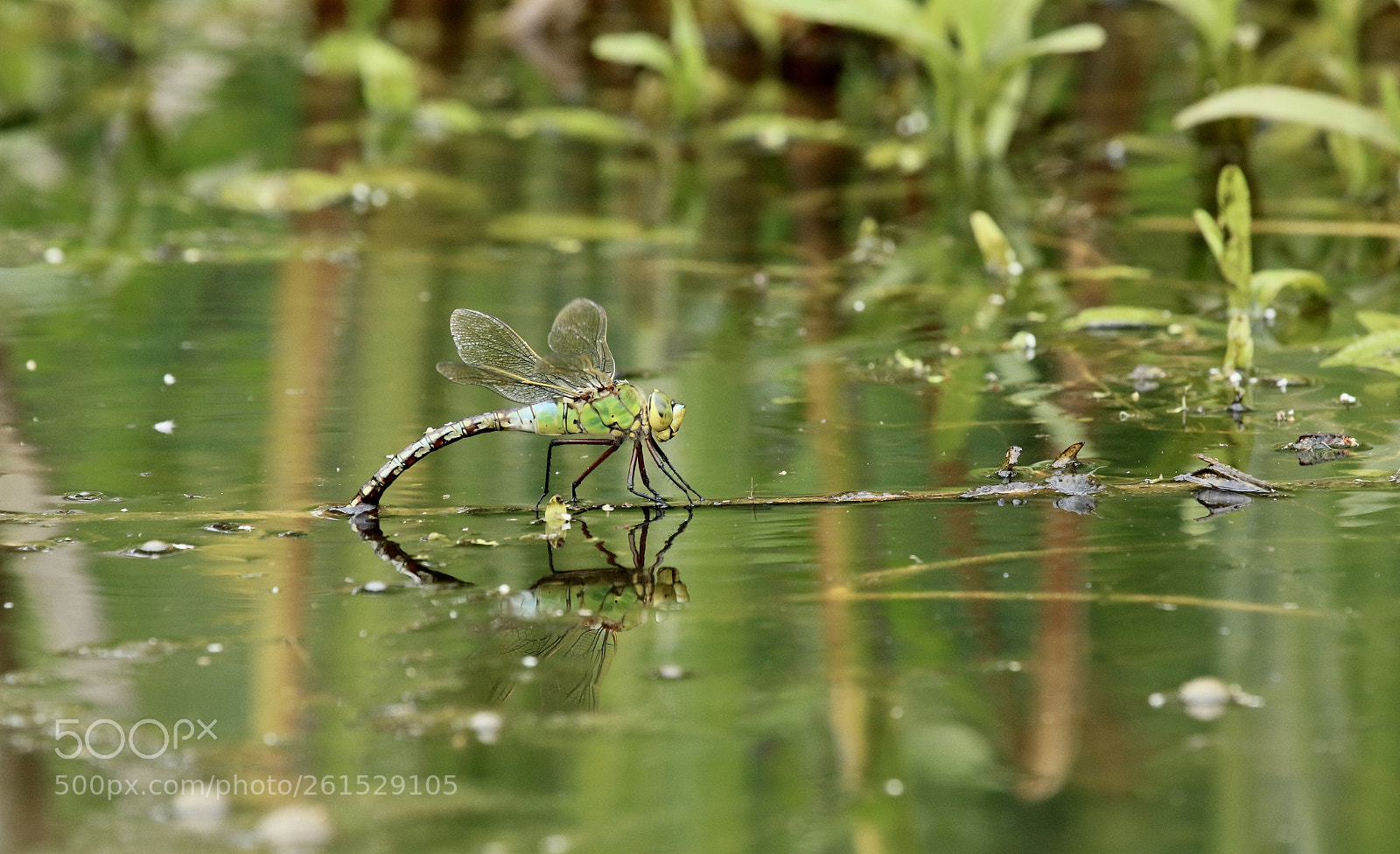 Canon EOS 7D Mark II sample photo. Female emperor  photography
