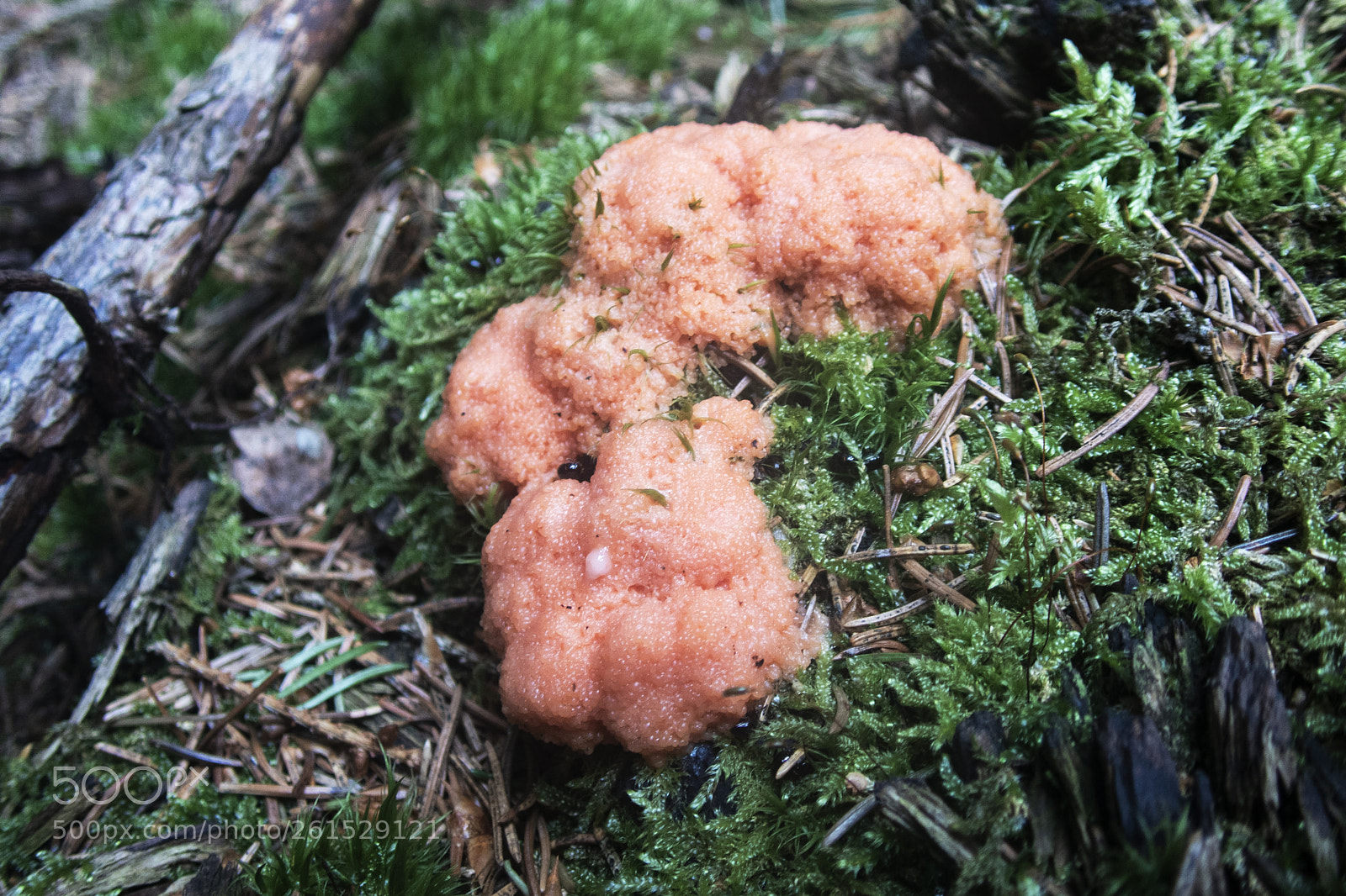 Olympus TG-5 sample photo. Mushroom (tubifera ferruginos) photography