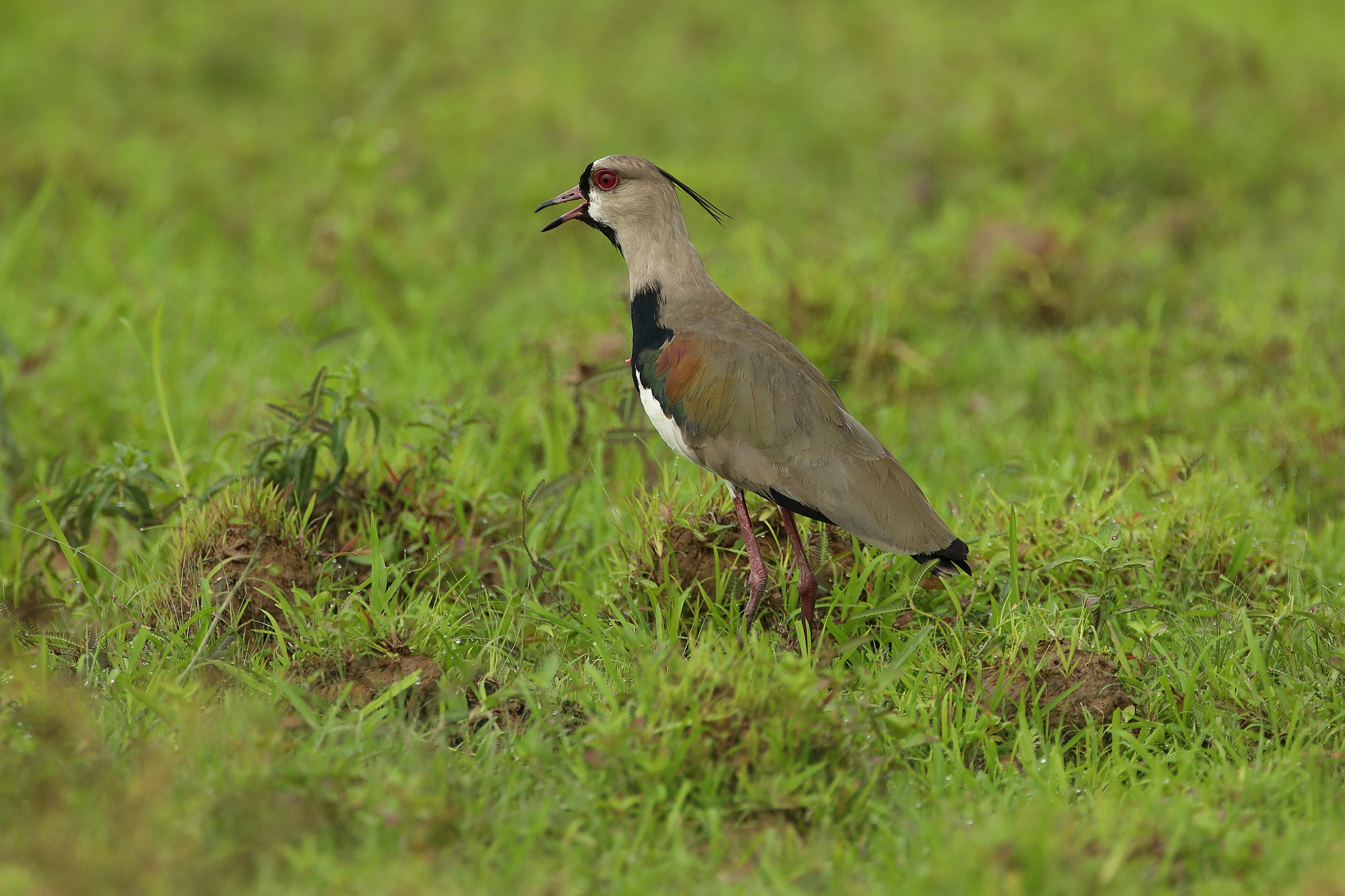 Canon EF 500mm F4L IS USM sample photo. Double-striped thick-knee - alcaraván photography