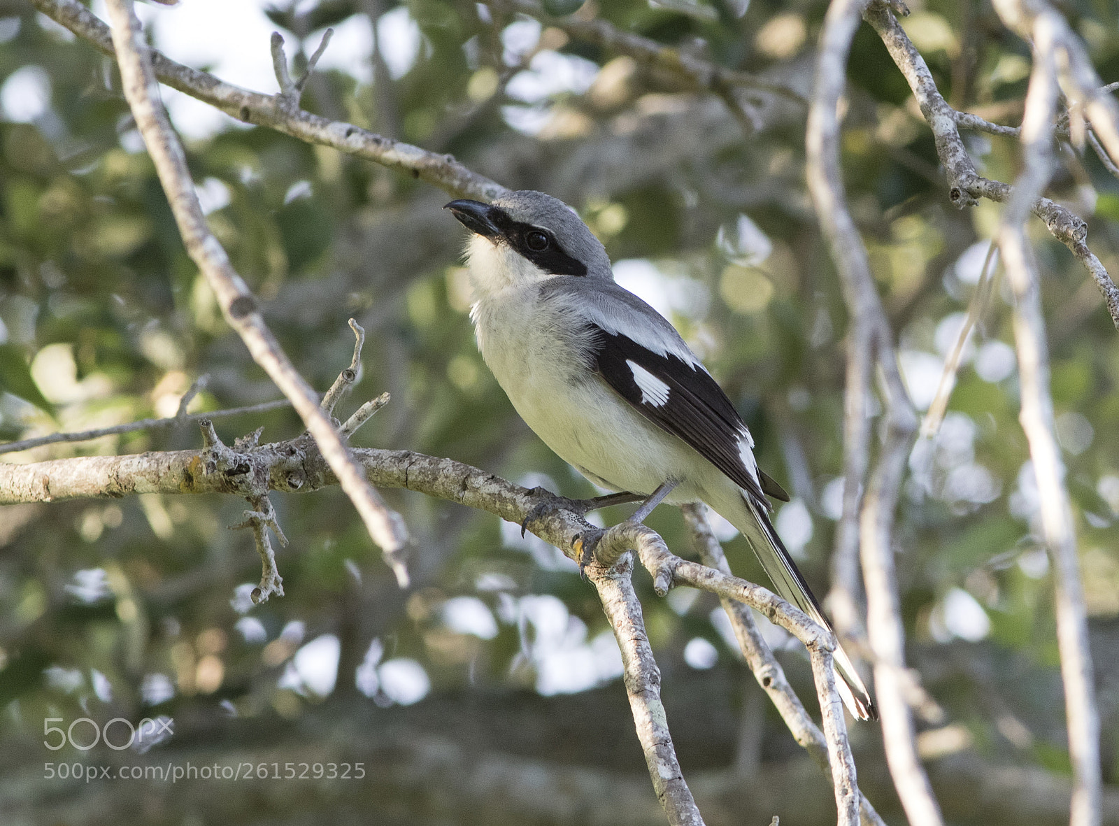 Canon EOS 7D Mark II sample photo. Loggerhead shrike photography
