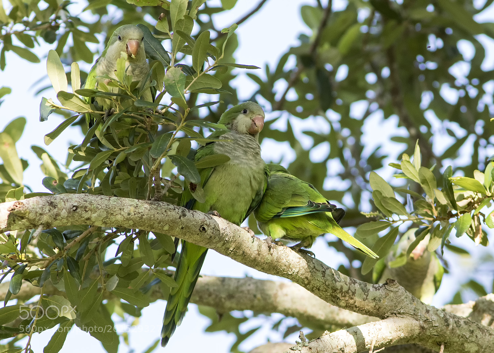 Canon EOS 7D Mark II sample photo. Monk parakeets photography