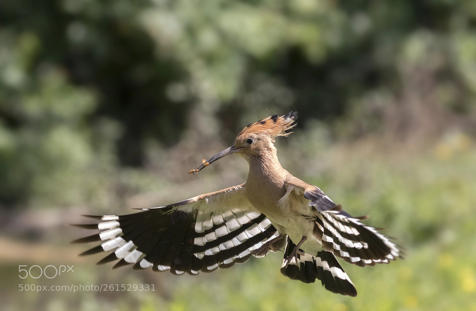 Canon EOS 7D Mark II sample photo. The flight of the photography