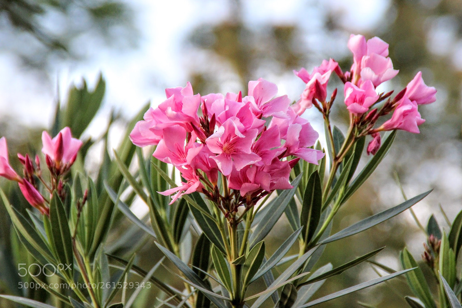 Canon EOS 600D (Rebel EOS T3i / EOS Kiss X5) sample photo. Flowers  photography