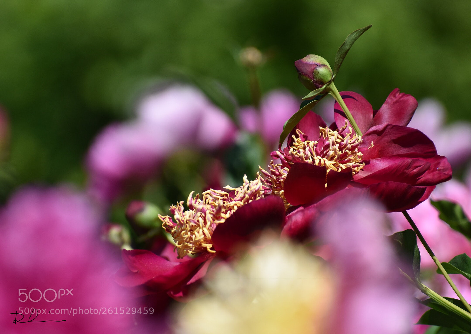 Nikon D3400 sample photo. Flowers  photography