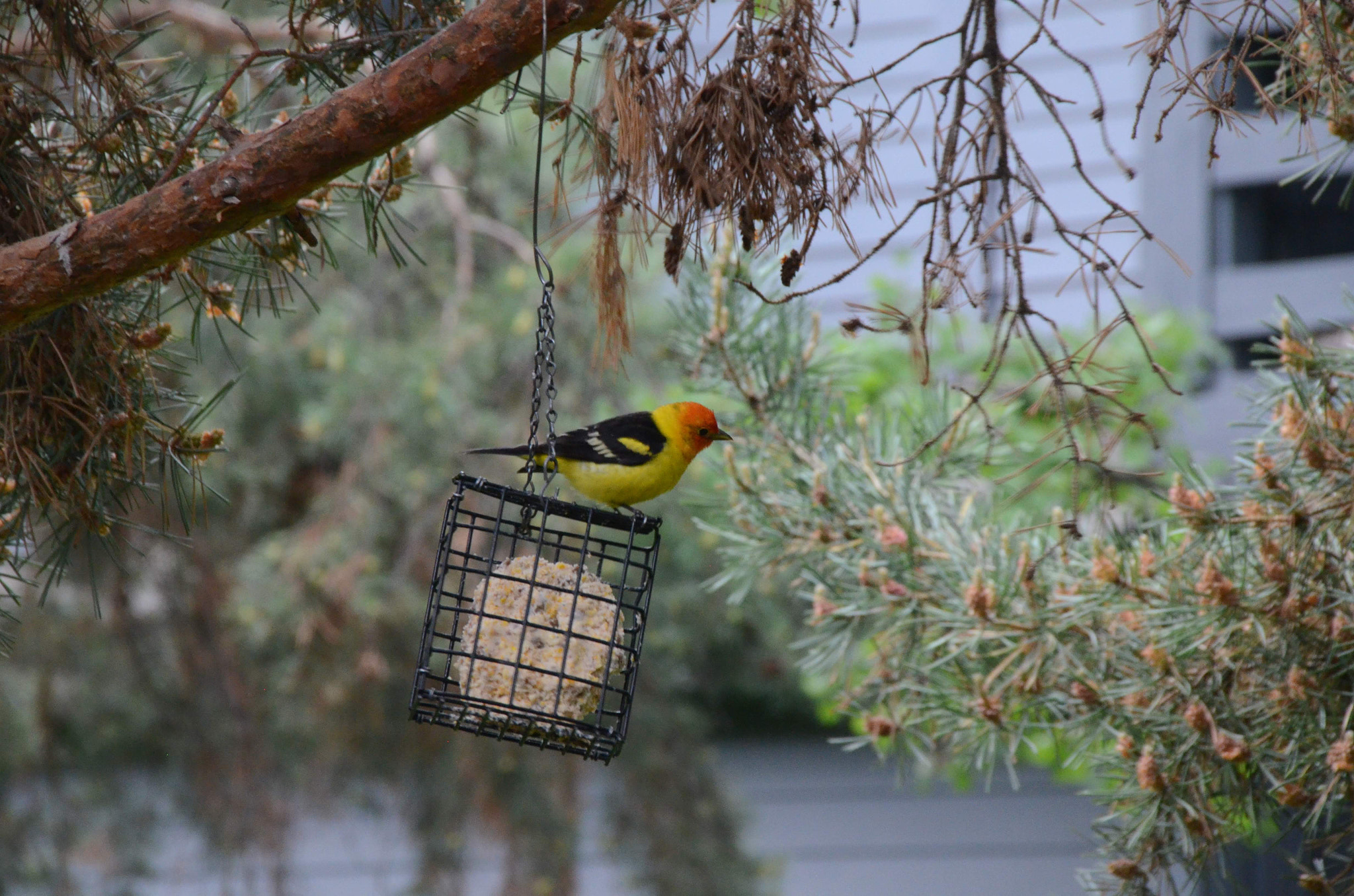 Nikon D7000 + Sigma 18-250mm F3.5-6.3 DC Macro OS HSM sample photo. Yellow bird photography