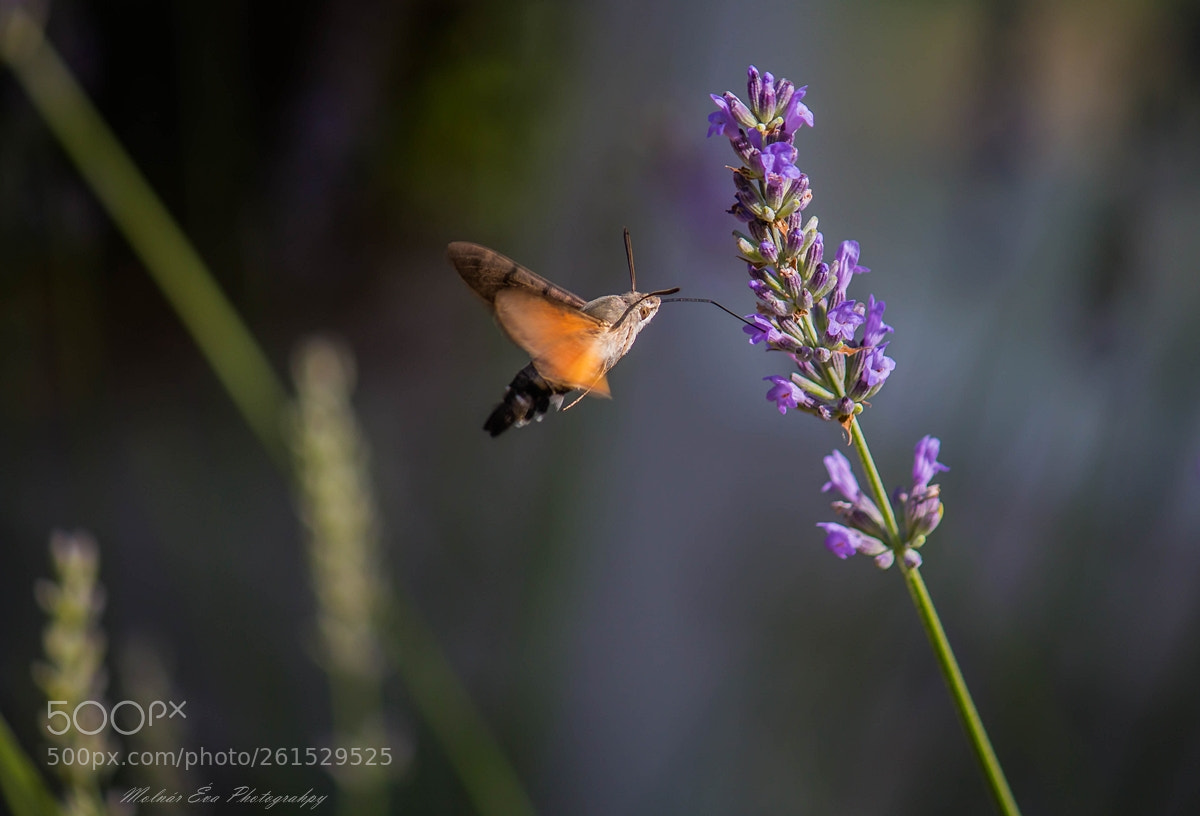 Canon EOS 70D sample photo. Hummingbird hawk-moth photography