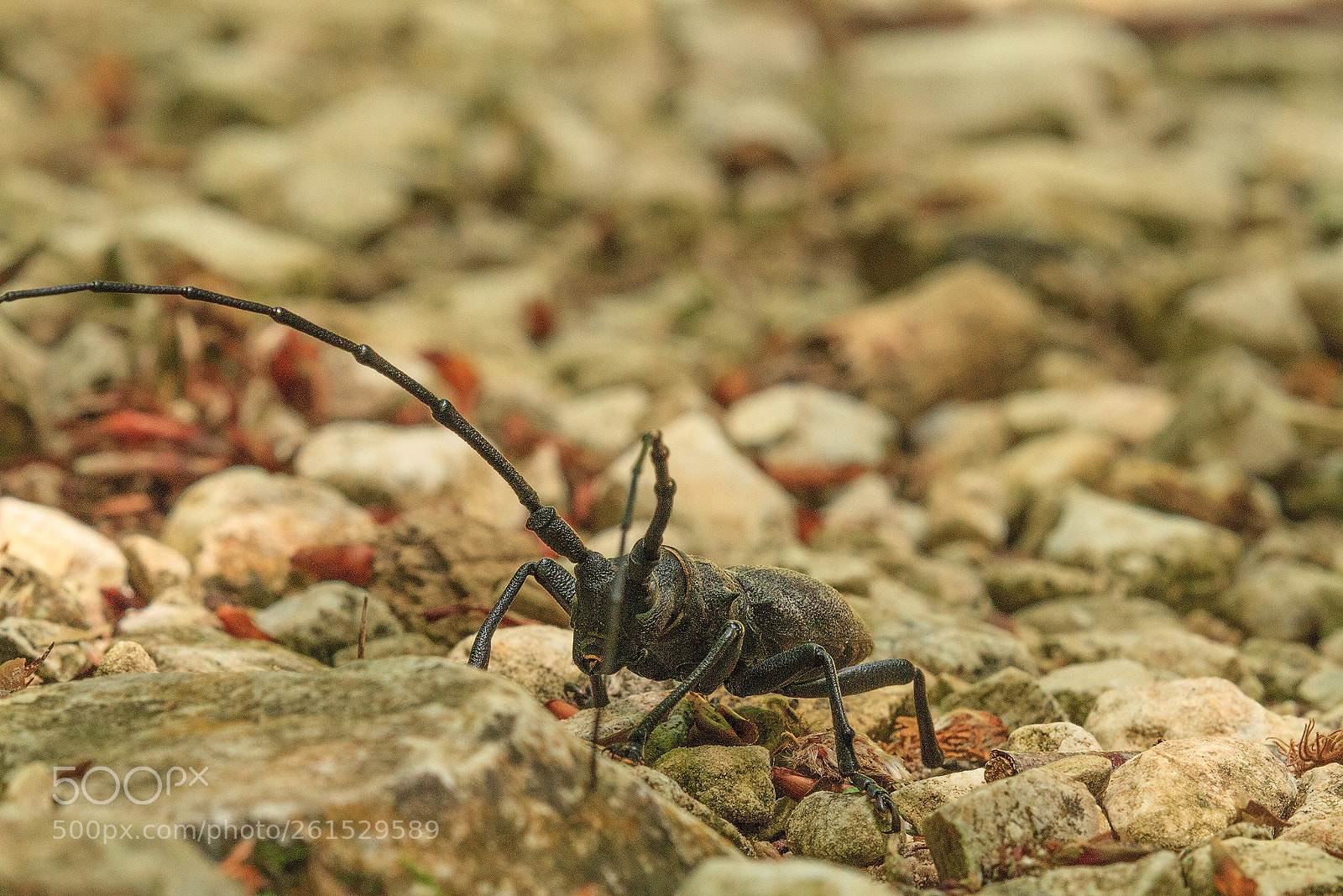 Canon EOS 7D sample photo. Morimus asper photography
