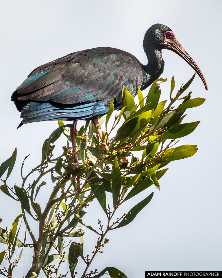 Canon EOS 70D sample photo. Bare faced ibis la photography