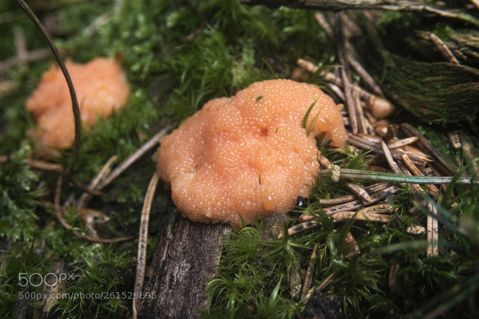 Olympus TG-5 sample photo. Mushroom (tubifera ferruginos) photography