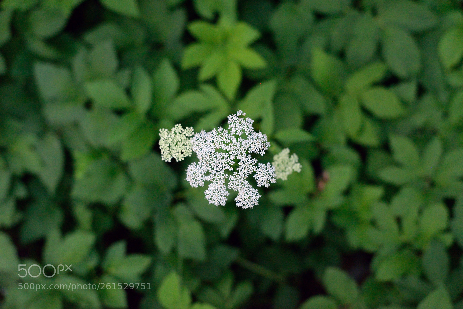 Nikon D610 sample photo. Green and white photography
