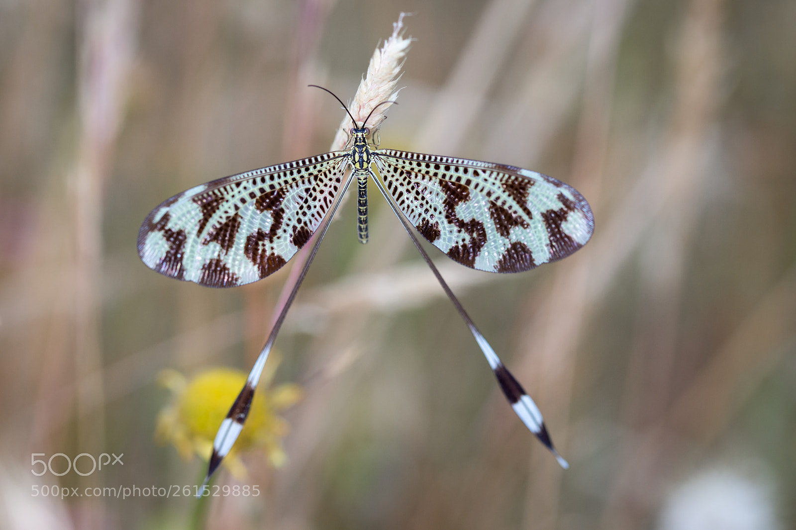 Canon EOS 6D sample photo. Nemoptera coa  090618-4185 photography