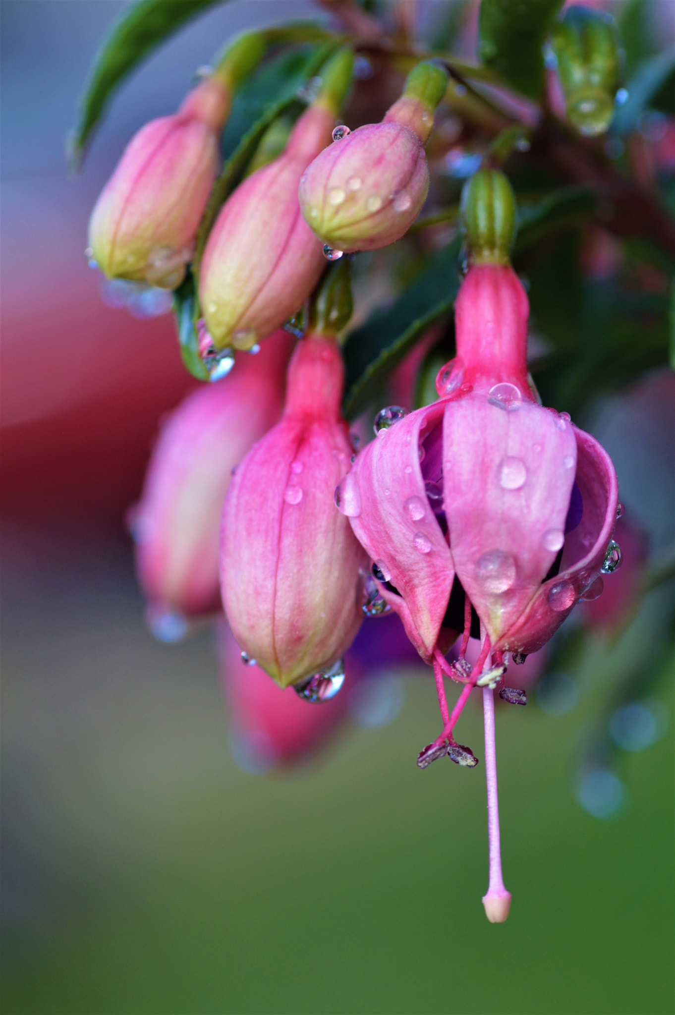 Nikon D3200 sample photo. After rain photography