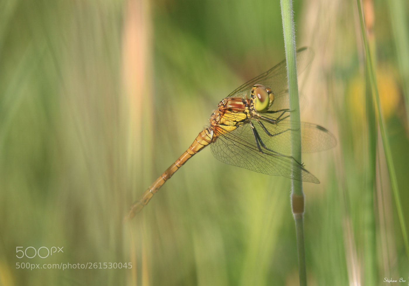 Canon EOS 70D sample photo. Sympétrum photography