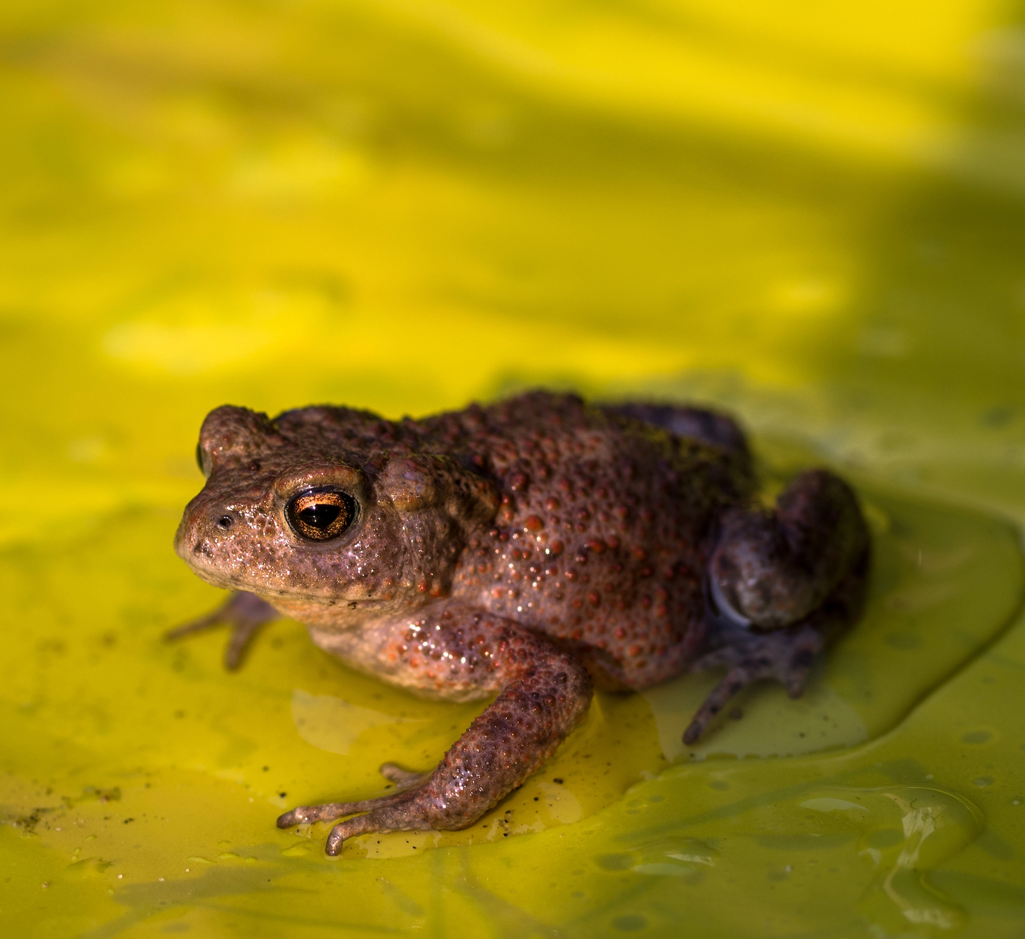 Pentax K-1 sample photo. Froggy photography