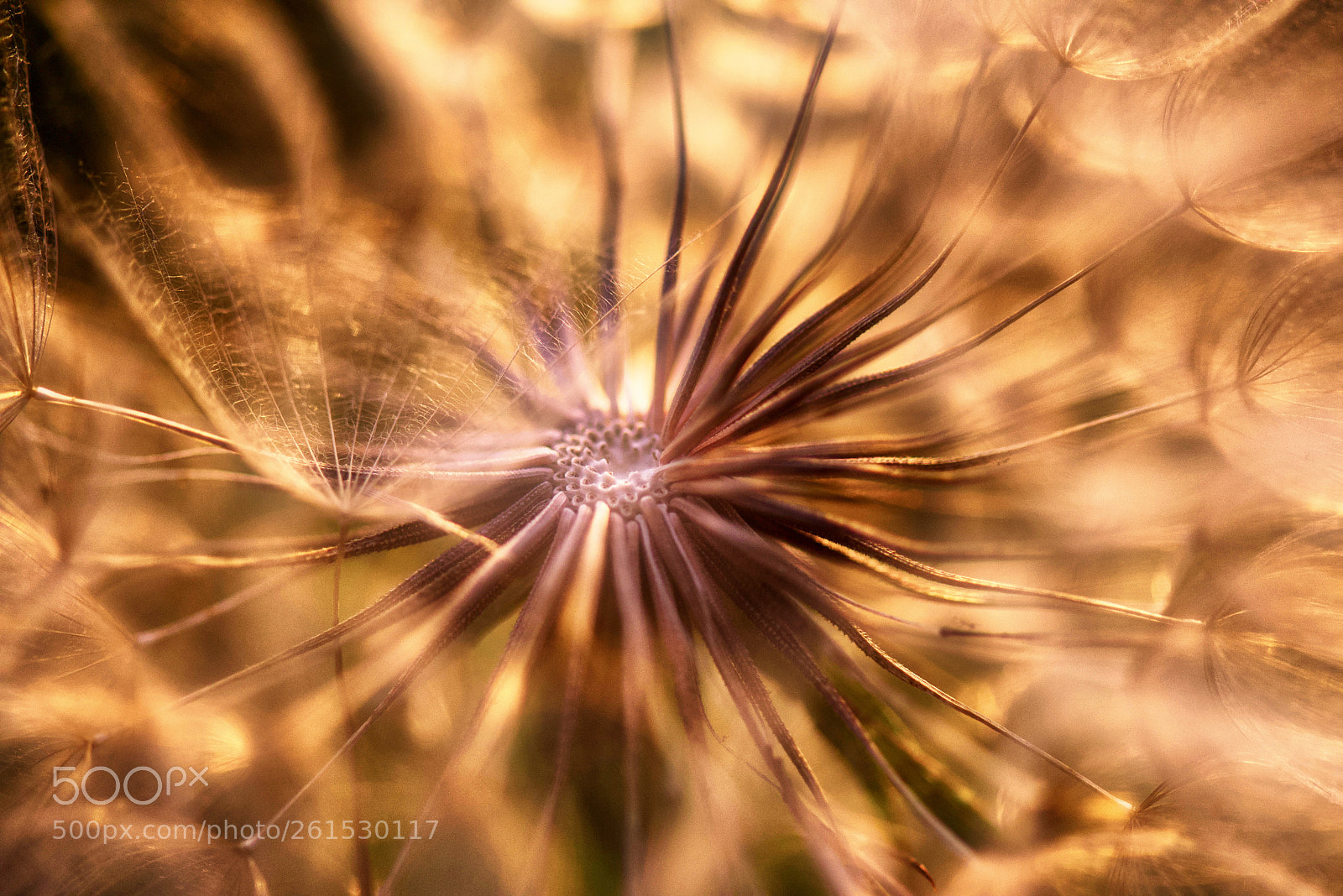 Nikon D750 sample photo. Heart of the dandelion photography