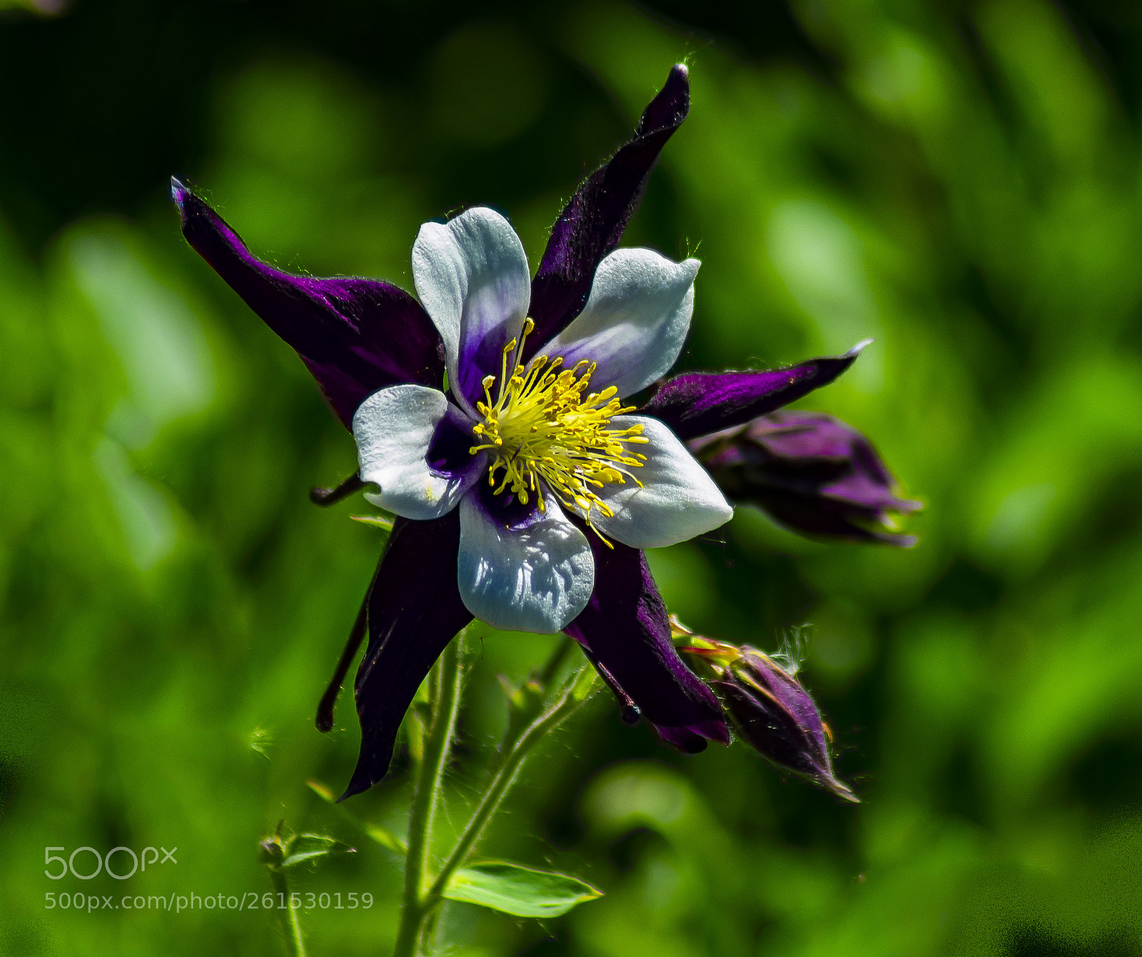 Nikon D3400 sample photo. 5 starred iris photography