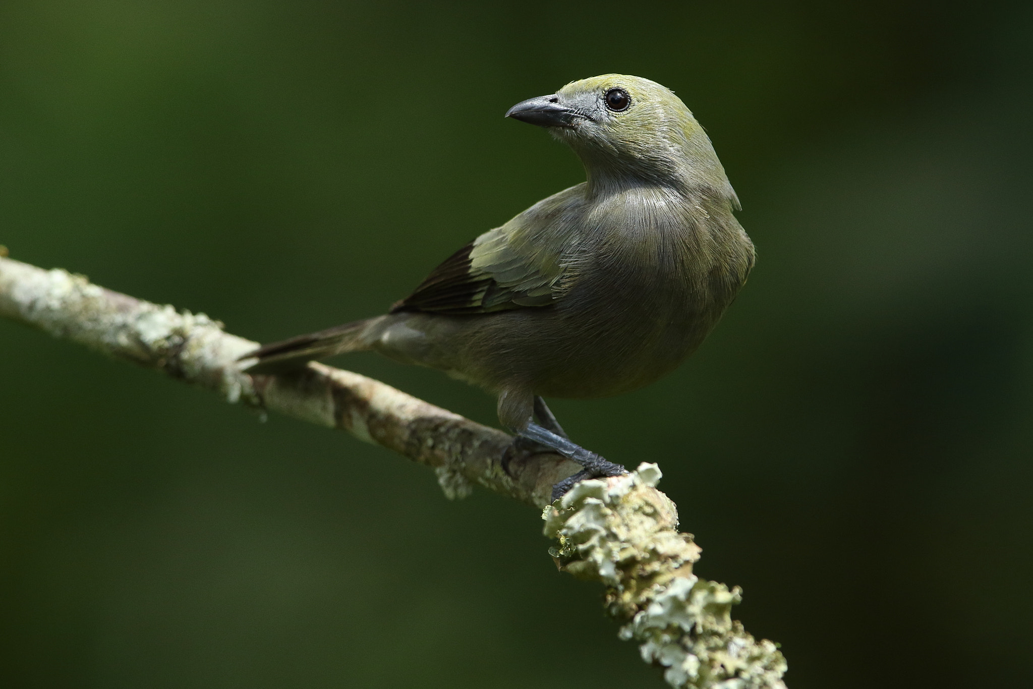 Canon EF 300mm F2.8L IS USM sample photo. Palm tanager thraupis palmarum photography