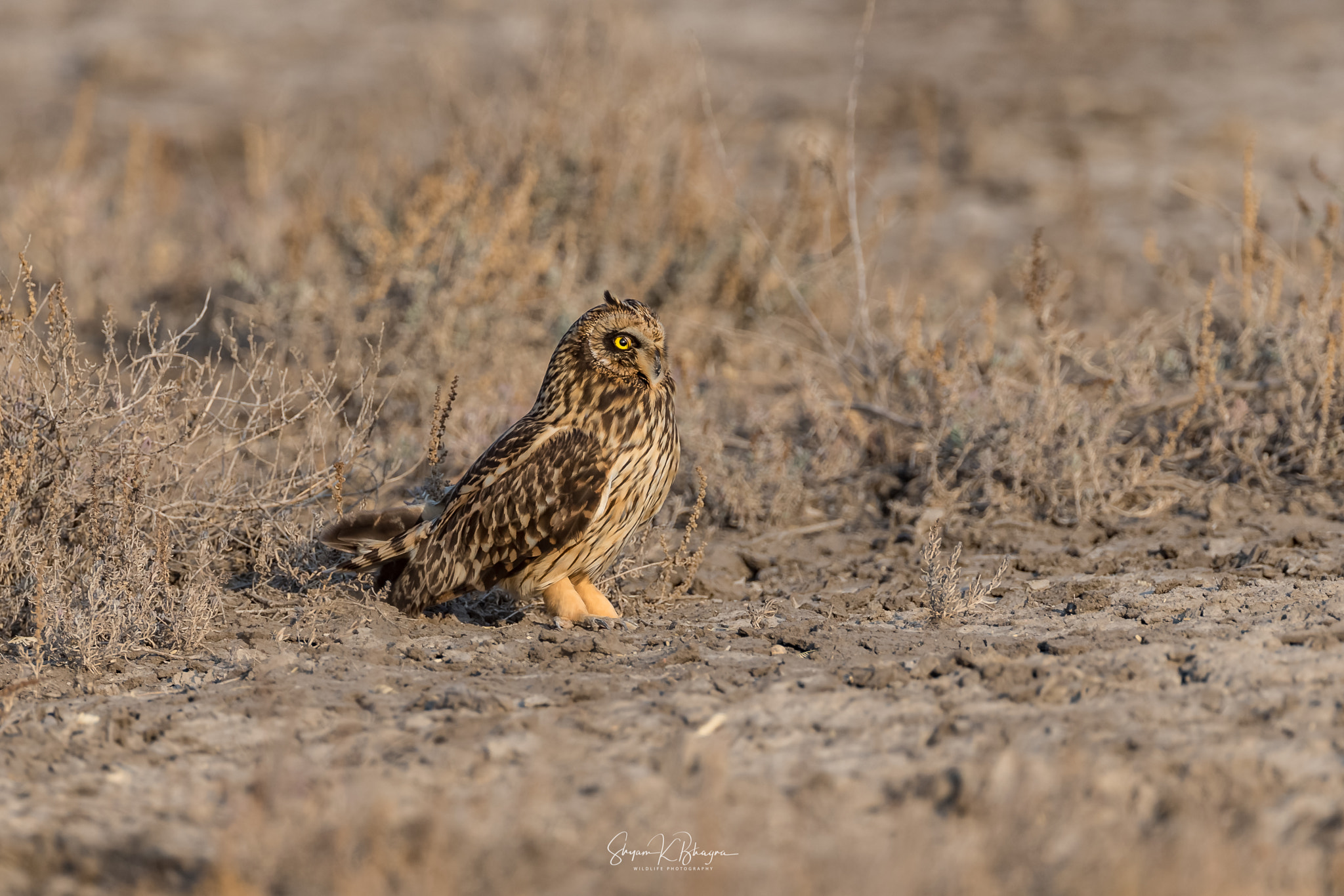 Canon EOS-1D X sample photo. Short eared owl photography