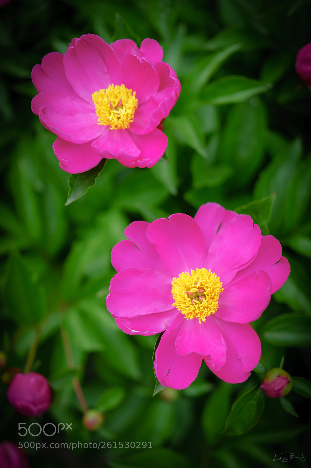 Sony a7 sample photo. Peonies photography