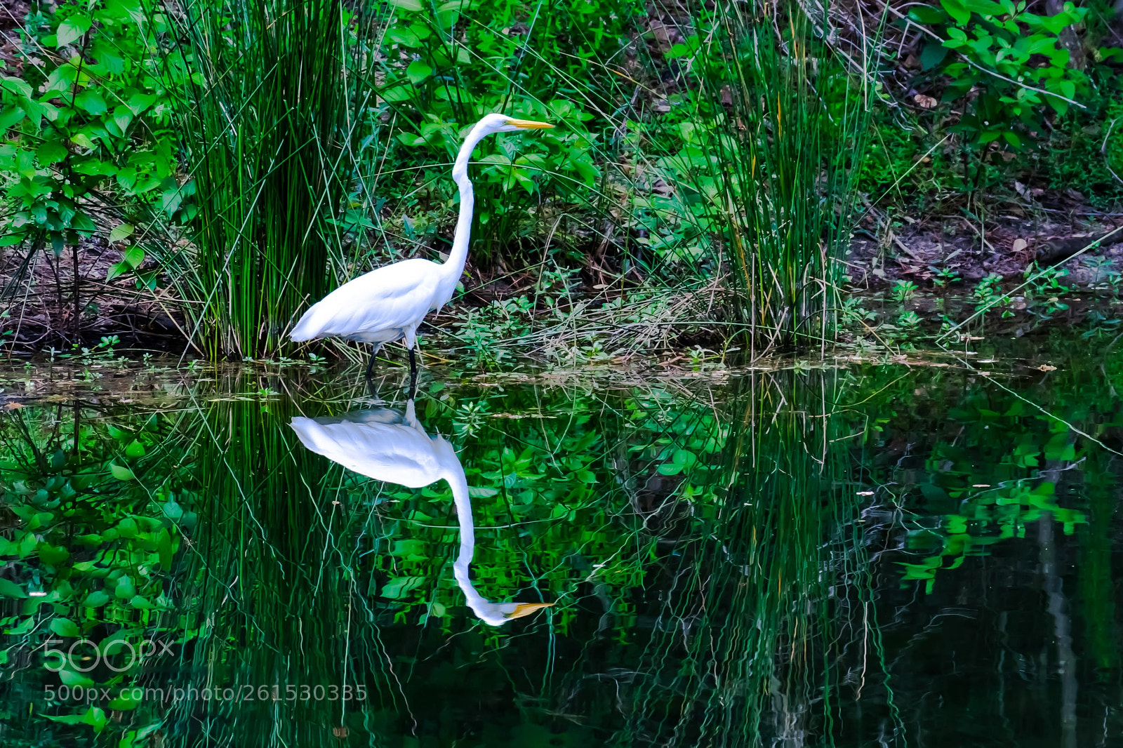 Nikon D3400 sample photo. Egret reflections photography
