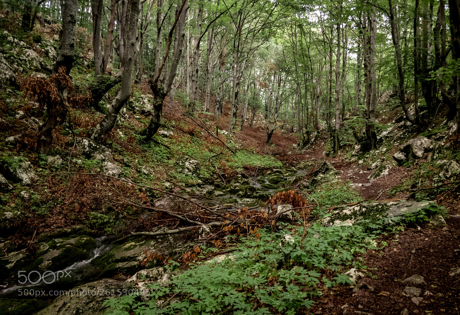 OnePlus 5 sample photo. Forest photography