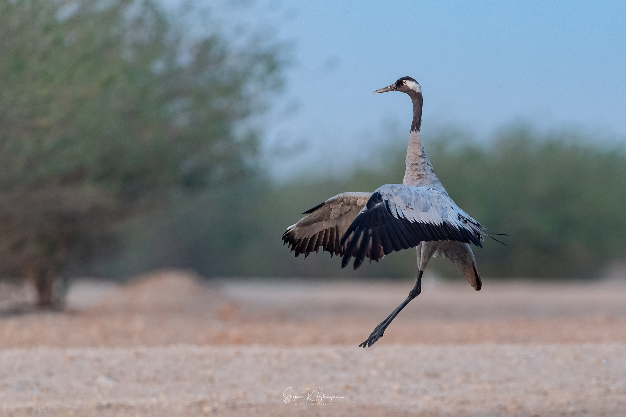 Canon EOS-1D X sample photo. Common crane photography