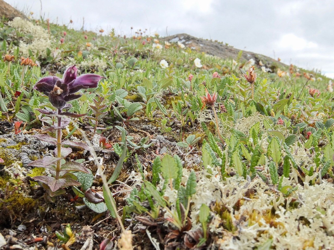 Fujifilm XF1 sample photo. Hardangervidda photography