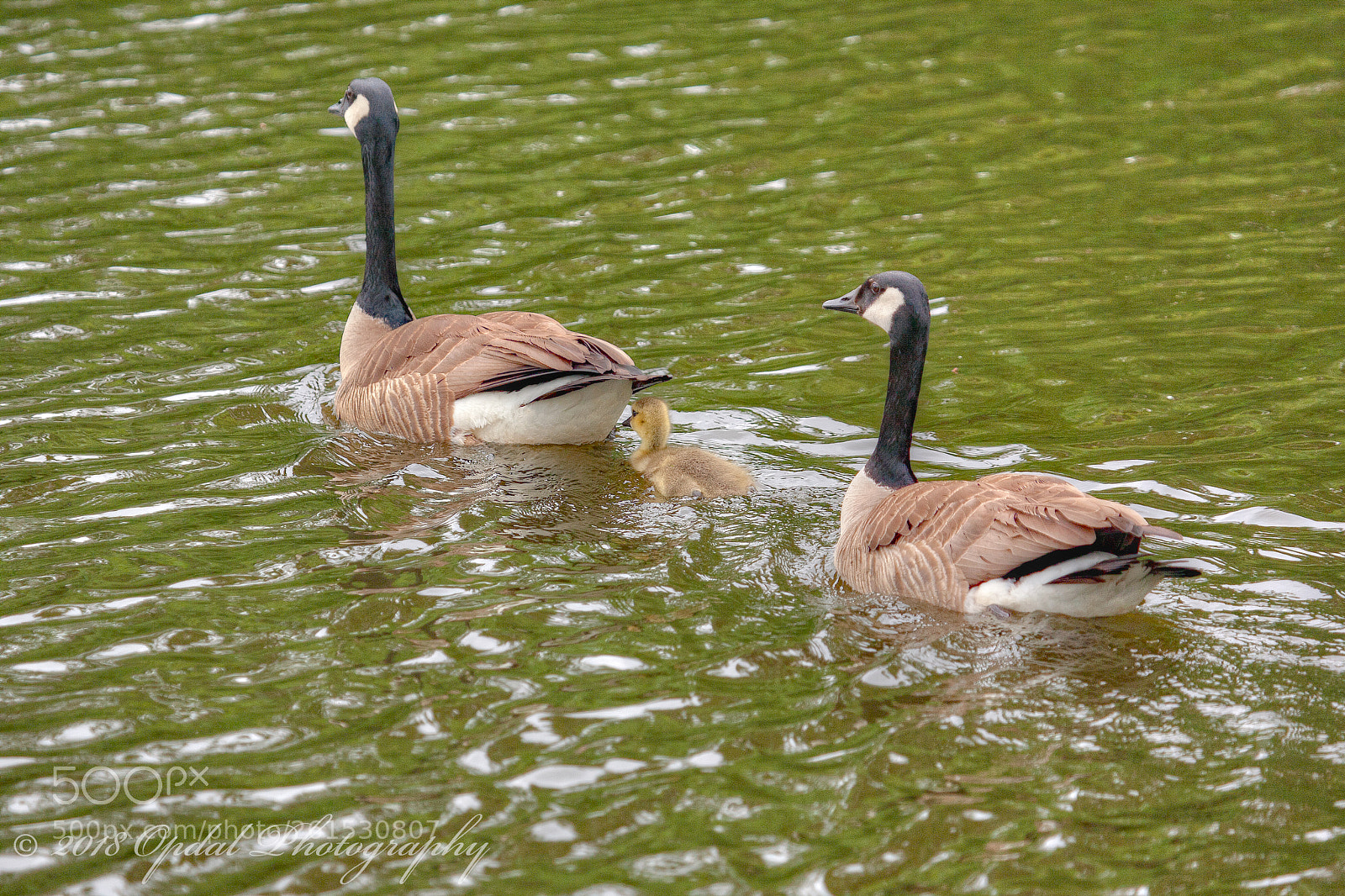 Canon EOS 5D sample photo. Canada goose photography