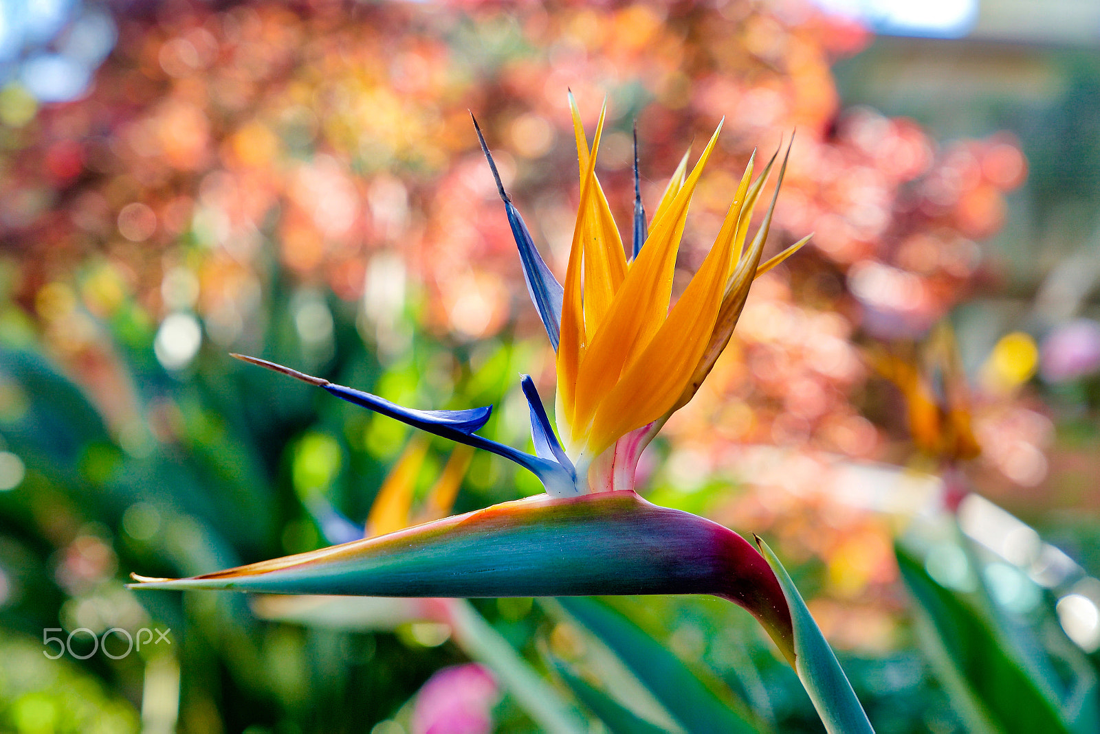 Sony a9 sample photo. It's the kind of love... photography