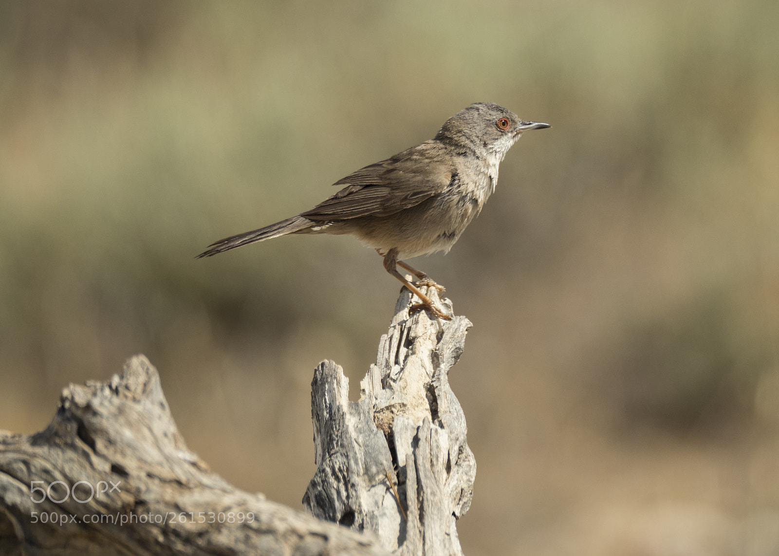 Olympus OM-D E-M1 Mark II sample photo. Sylvia melanocephala. photography