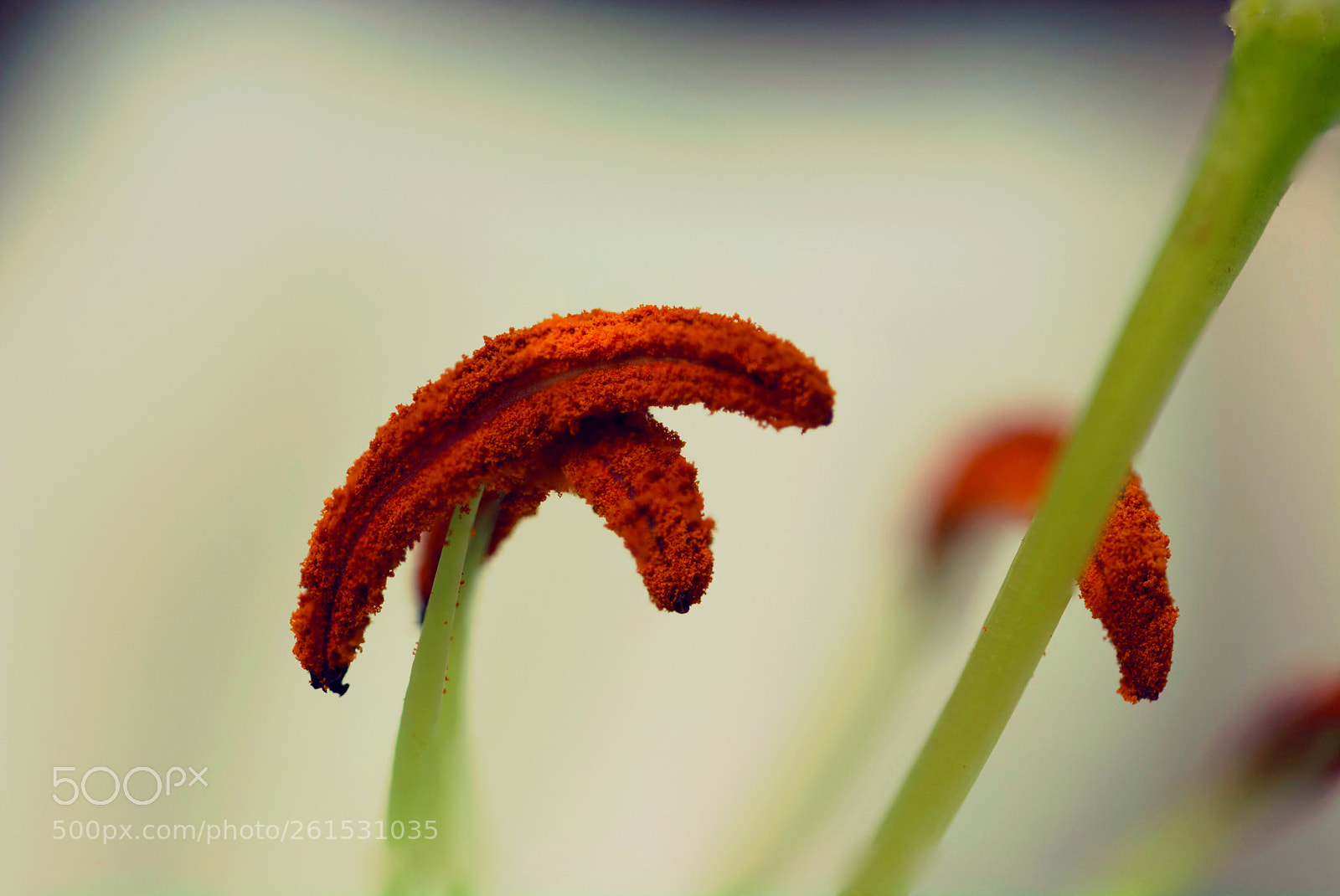 Nikon D7100 sample photo. Red green photography