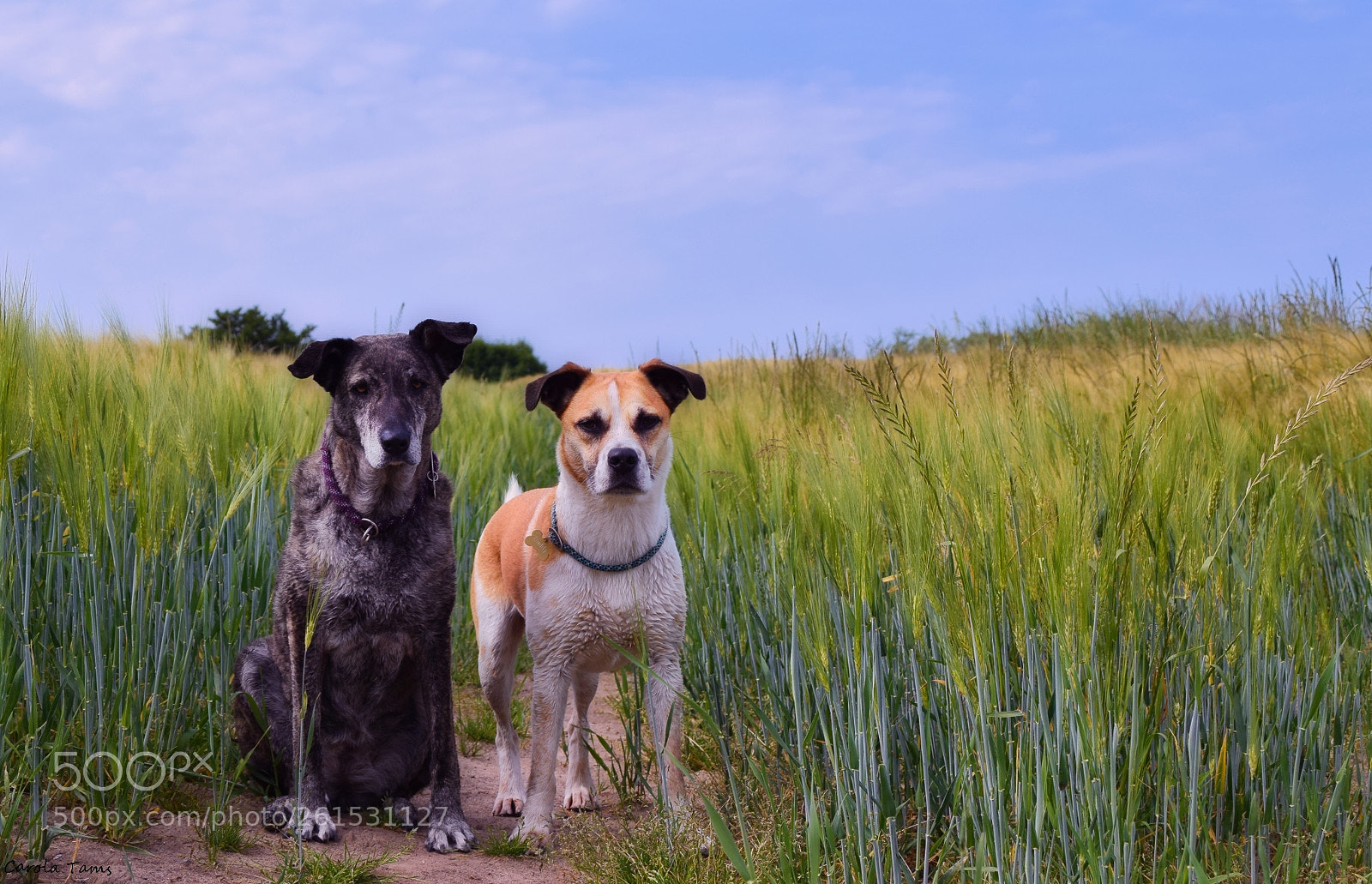 Nikon D3300 sample photo. Im gersten feld photography