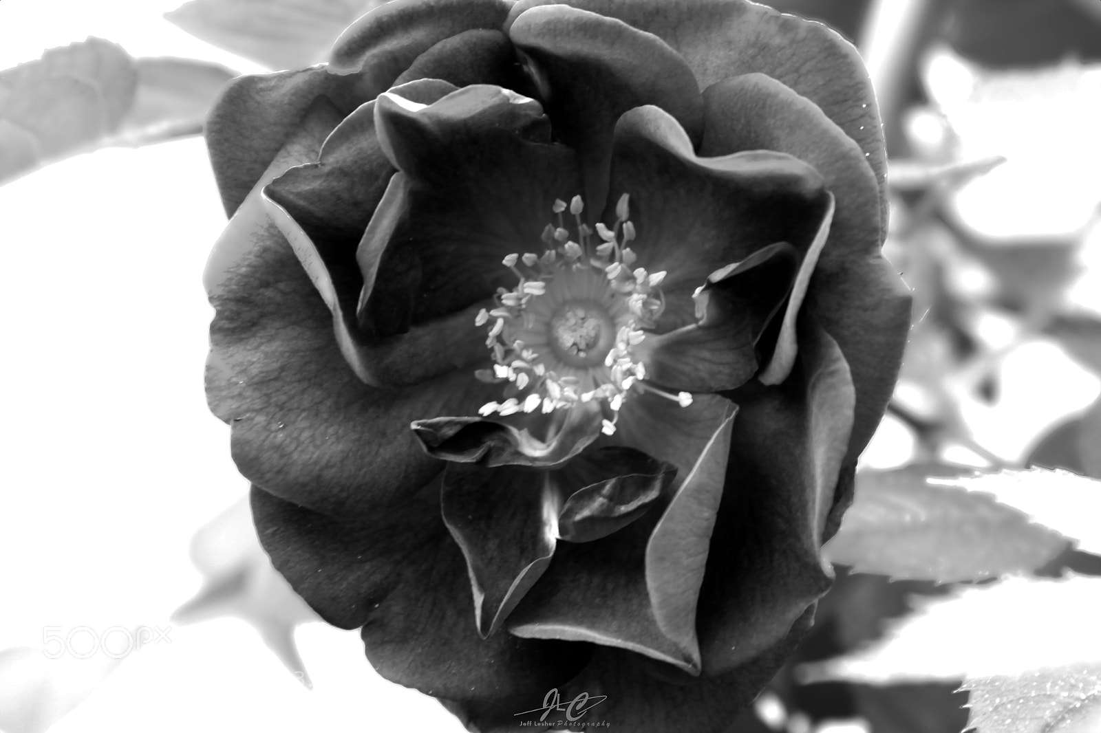 Canon EOS 1300D (EOS Rebel T6 / EOS Kiss X80) sample photo. The rose photography