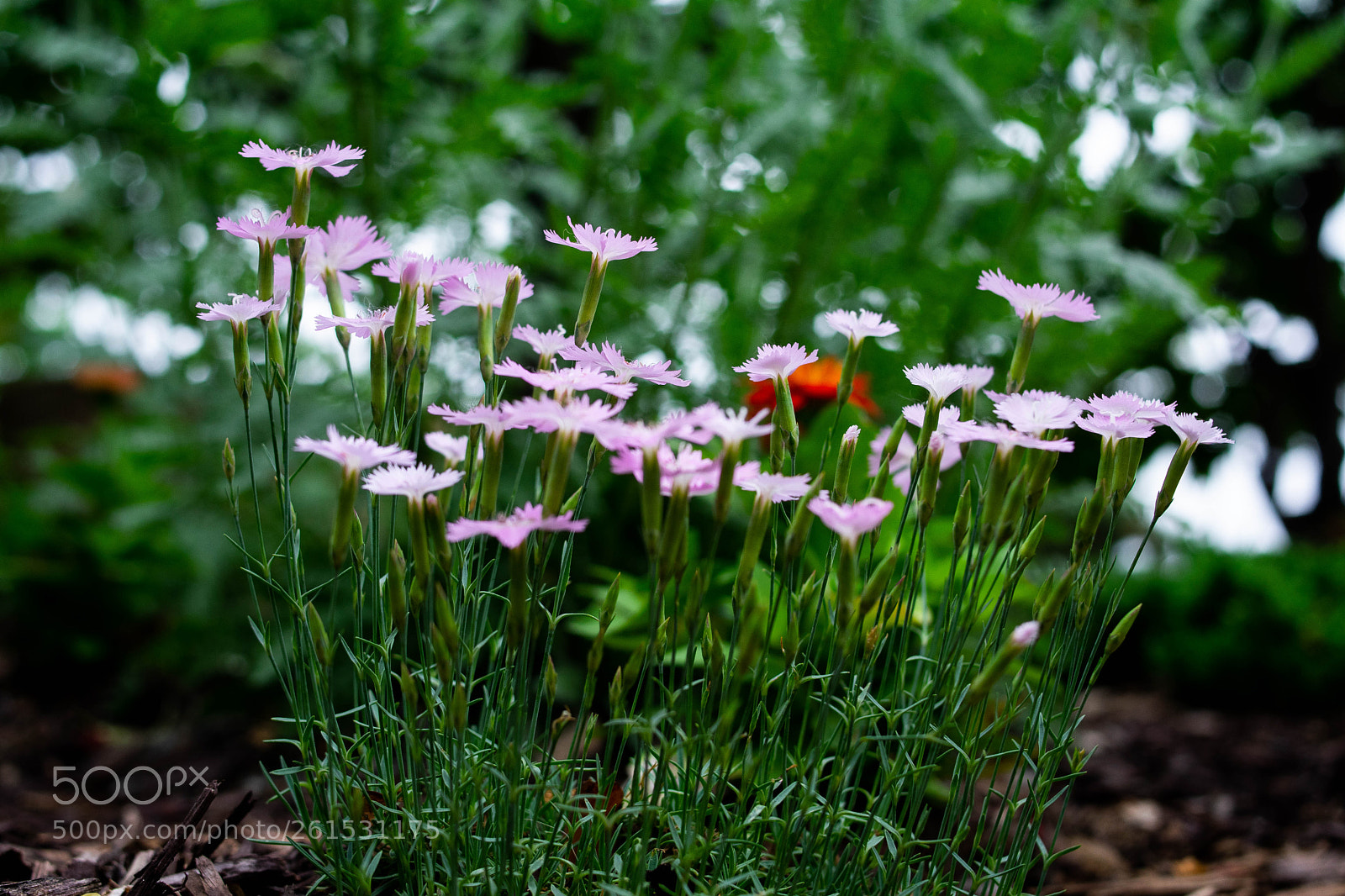 Nikon D3400 sample photo. Flowers from the ground photography