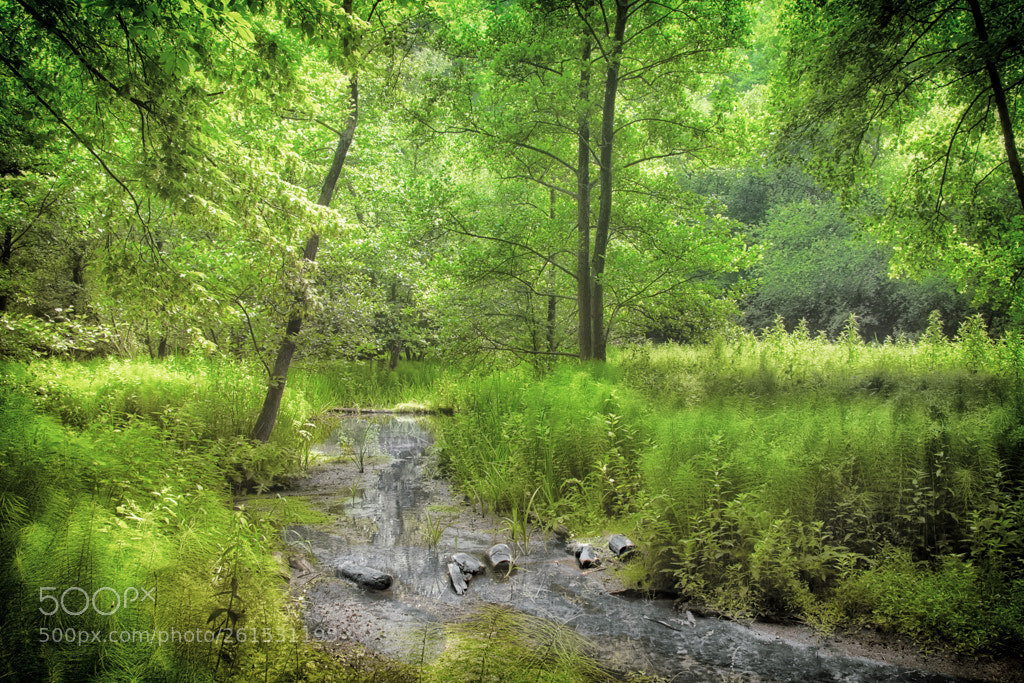 Nikon D7100 sample photo. Ici coule le ruisseau... photography