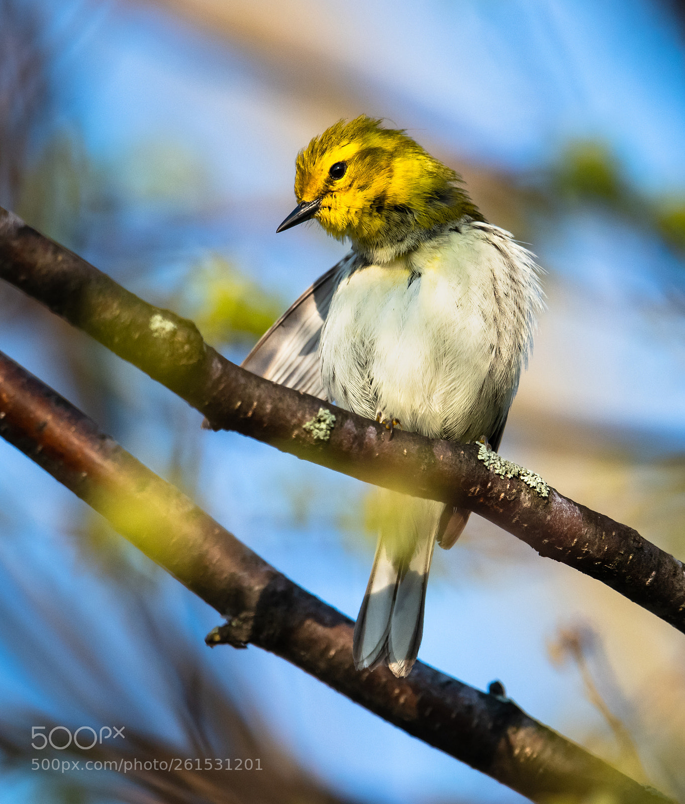 Nikon D850 sample photo. Black throated green warbler photography