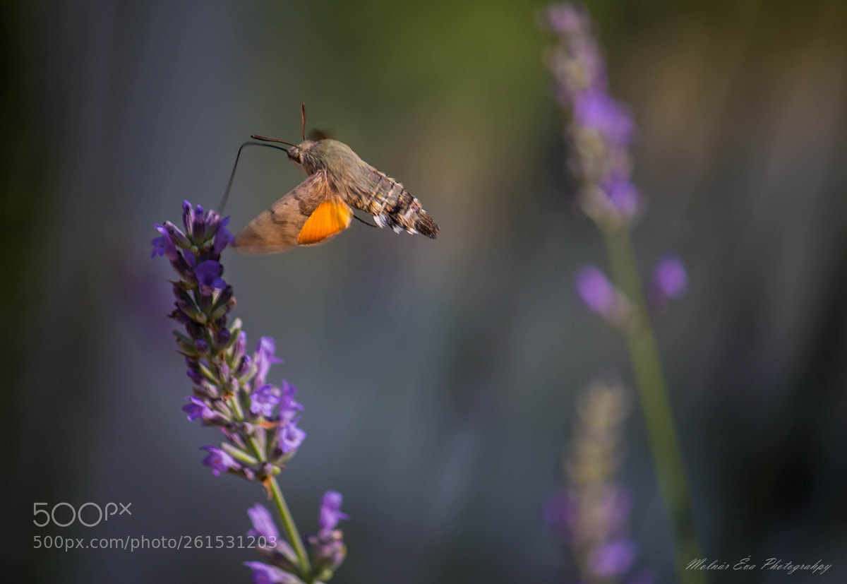 Canon EOS 70D sample photo. Hummingbird hawk-moth photography