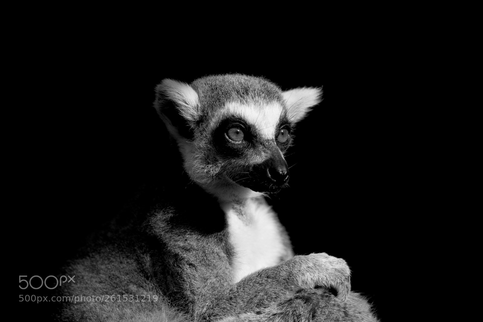 Nikon D800 sample photo. Ring-tailed lemur (zsl) photography