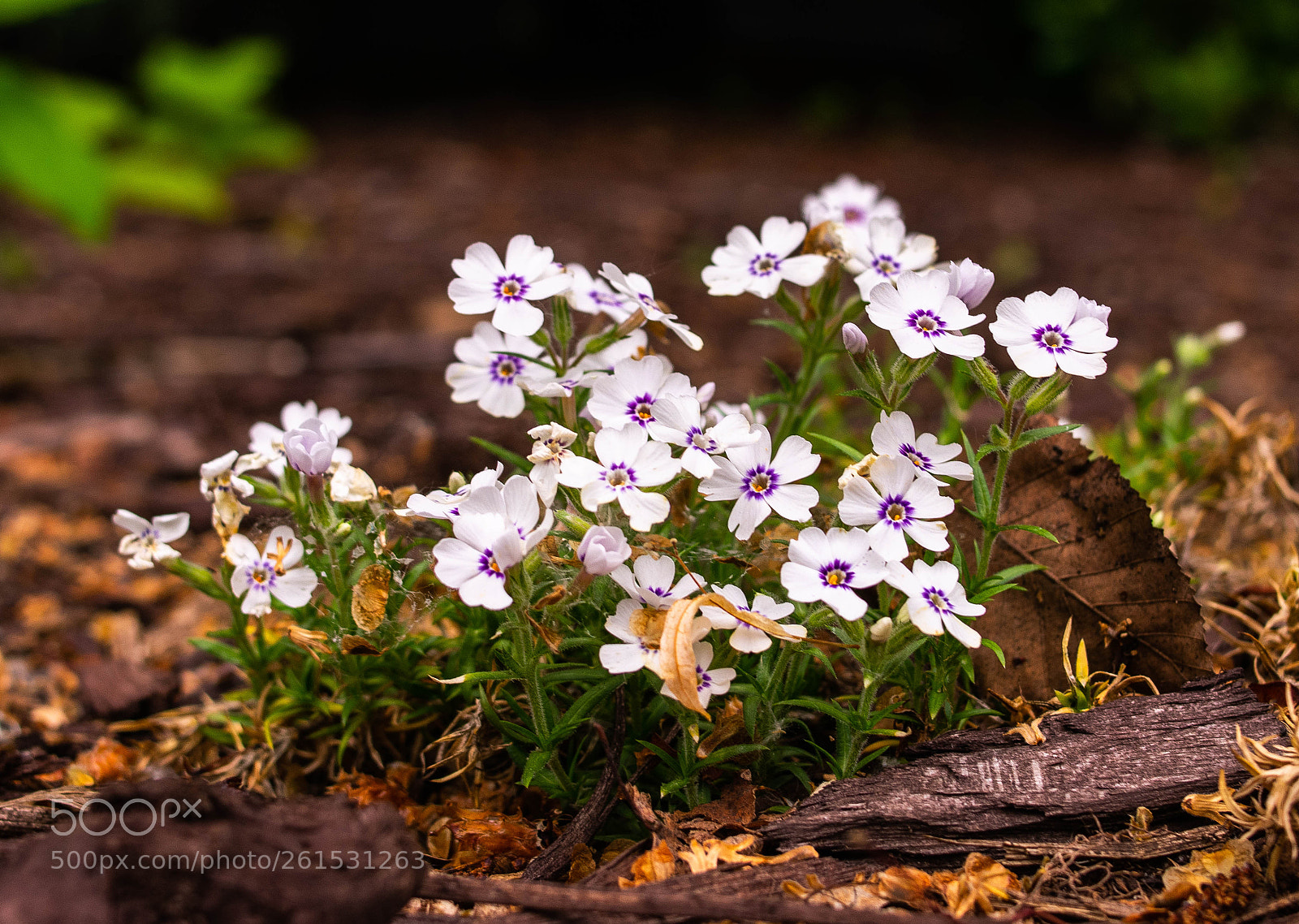 Nikon D3400 sample photo. Flowers at ground level photography