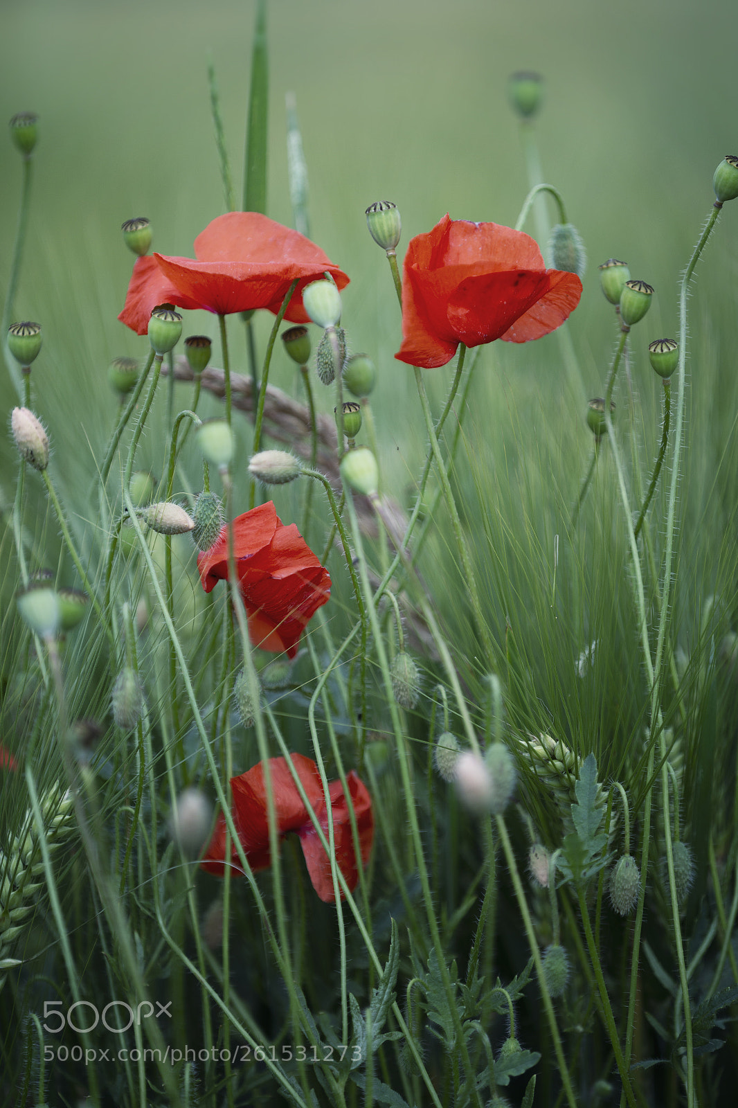 Canon EOS 6D sample photo. Papaver rhoeas | common poppy photography