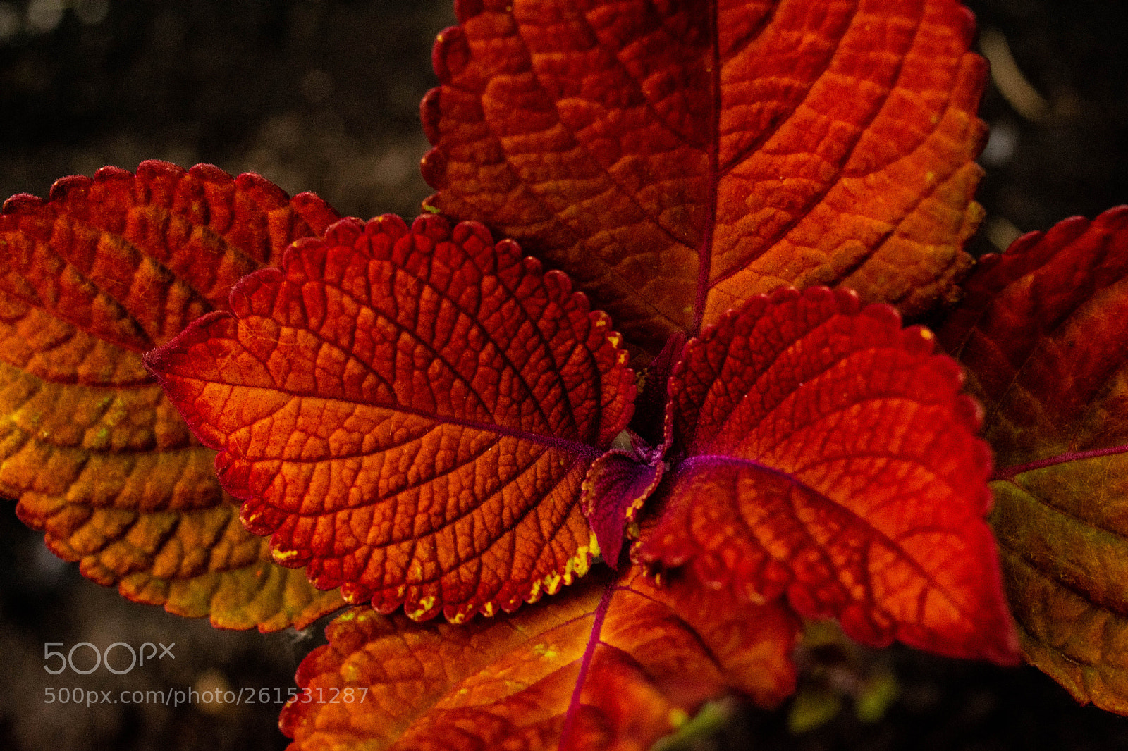 Nikon D3400 sample photo. Red leaves closeup photography